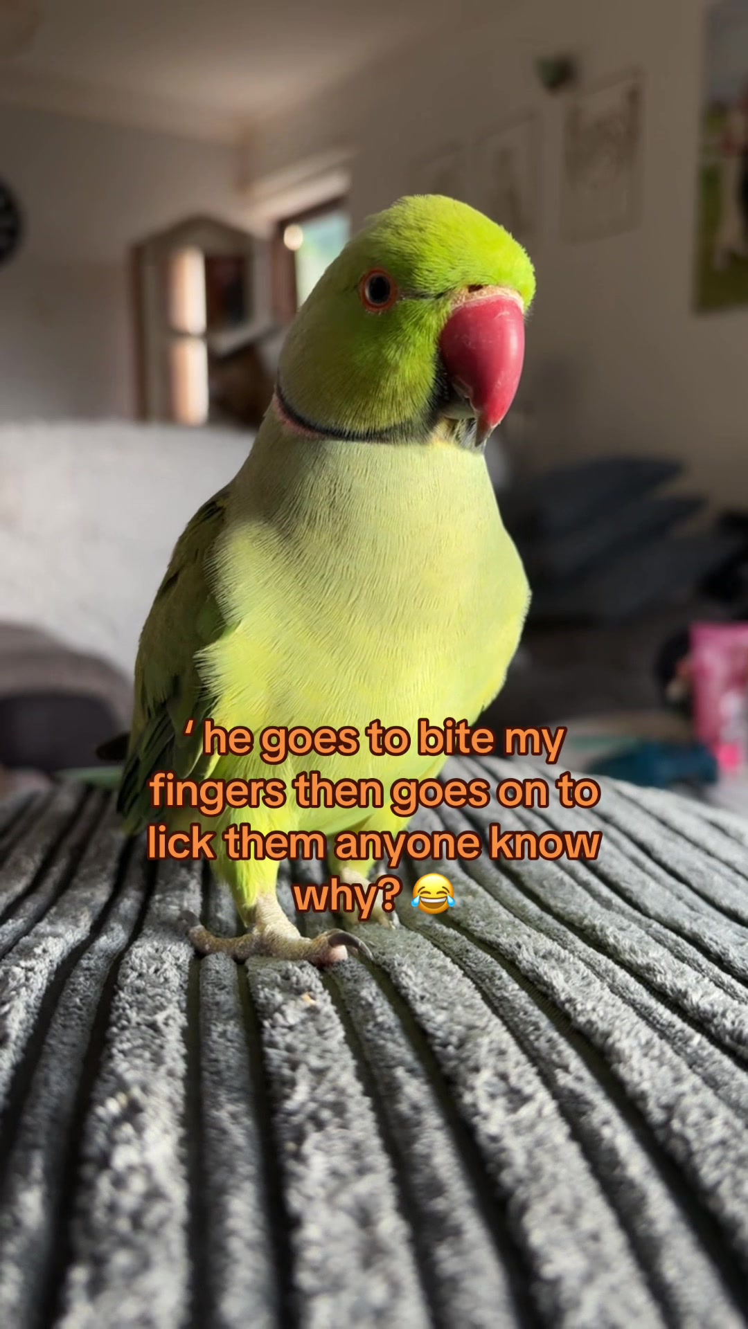 @Gem ♥️🦜