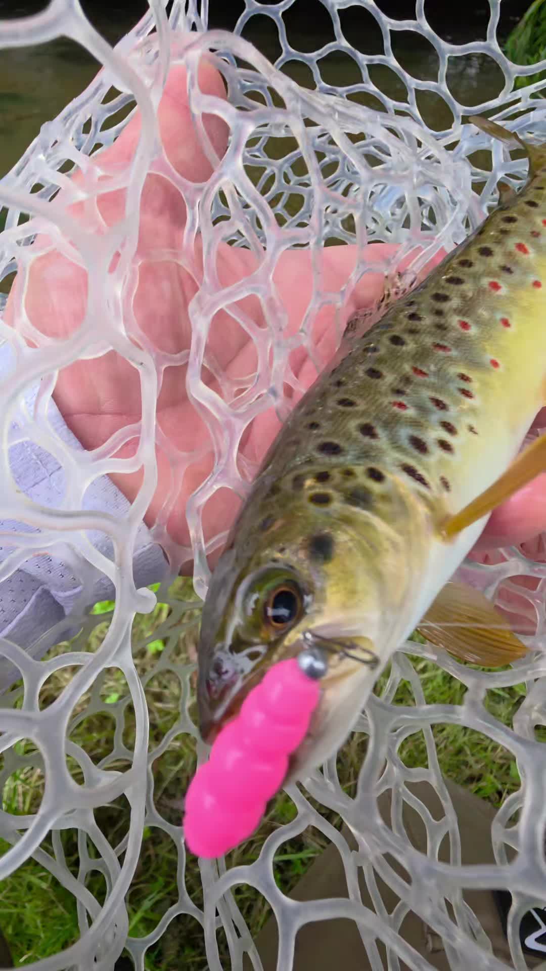 @BF Angler