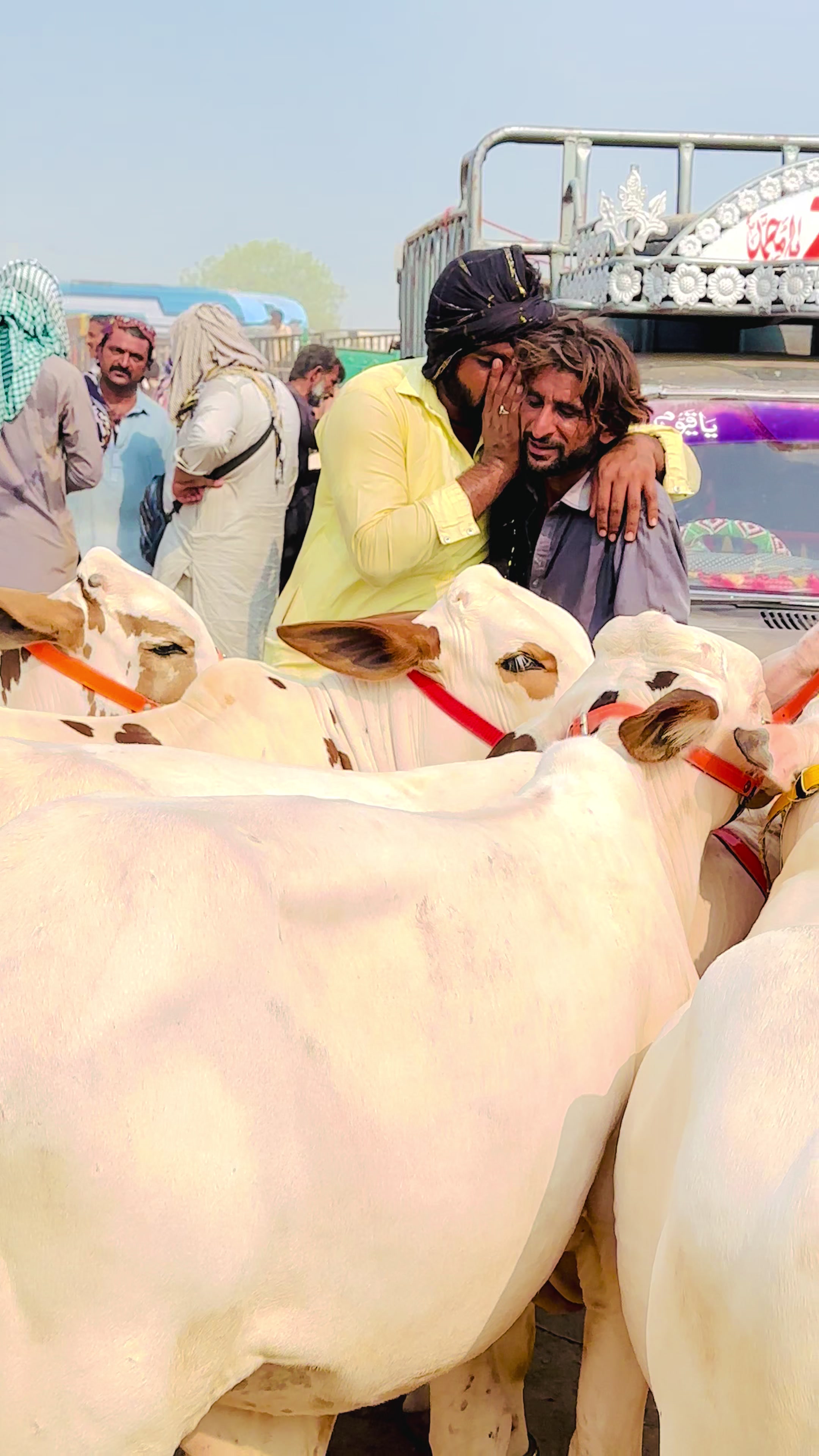 @Raza cattle farm 786