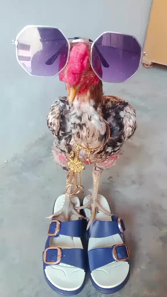 @Ayam 2