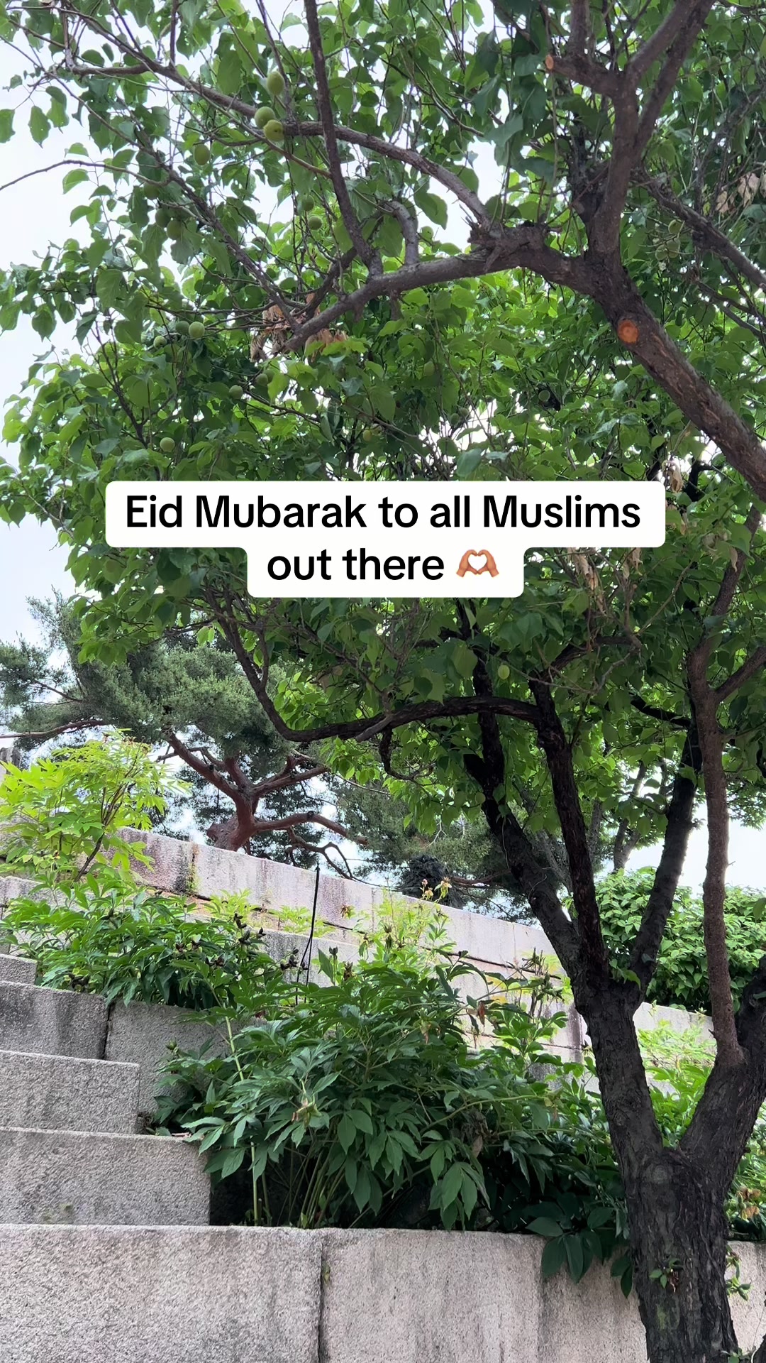 @miaou.catz