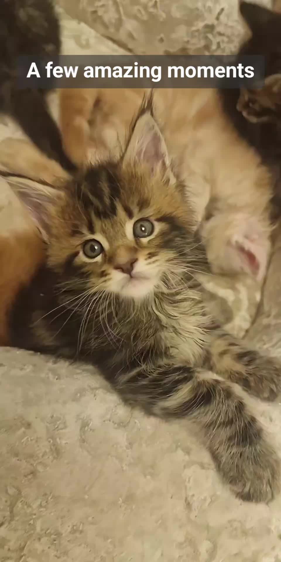 @Dollzuki Maine Coons