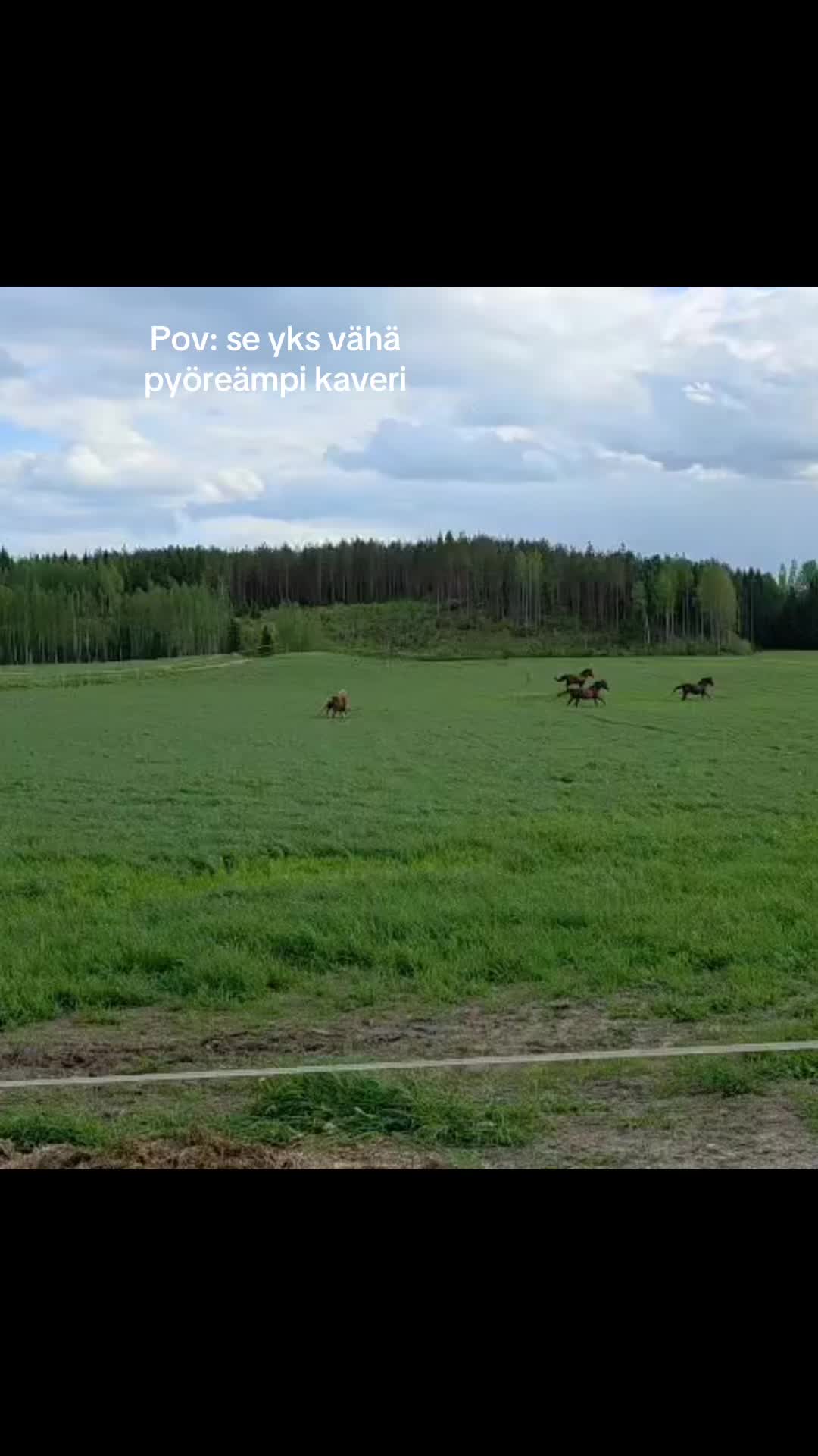 @Ponirannan talli🇫🇮🐎