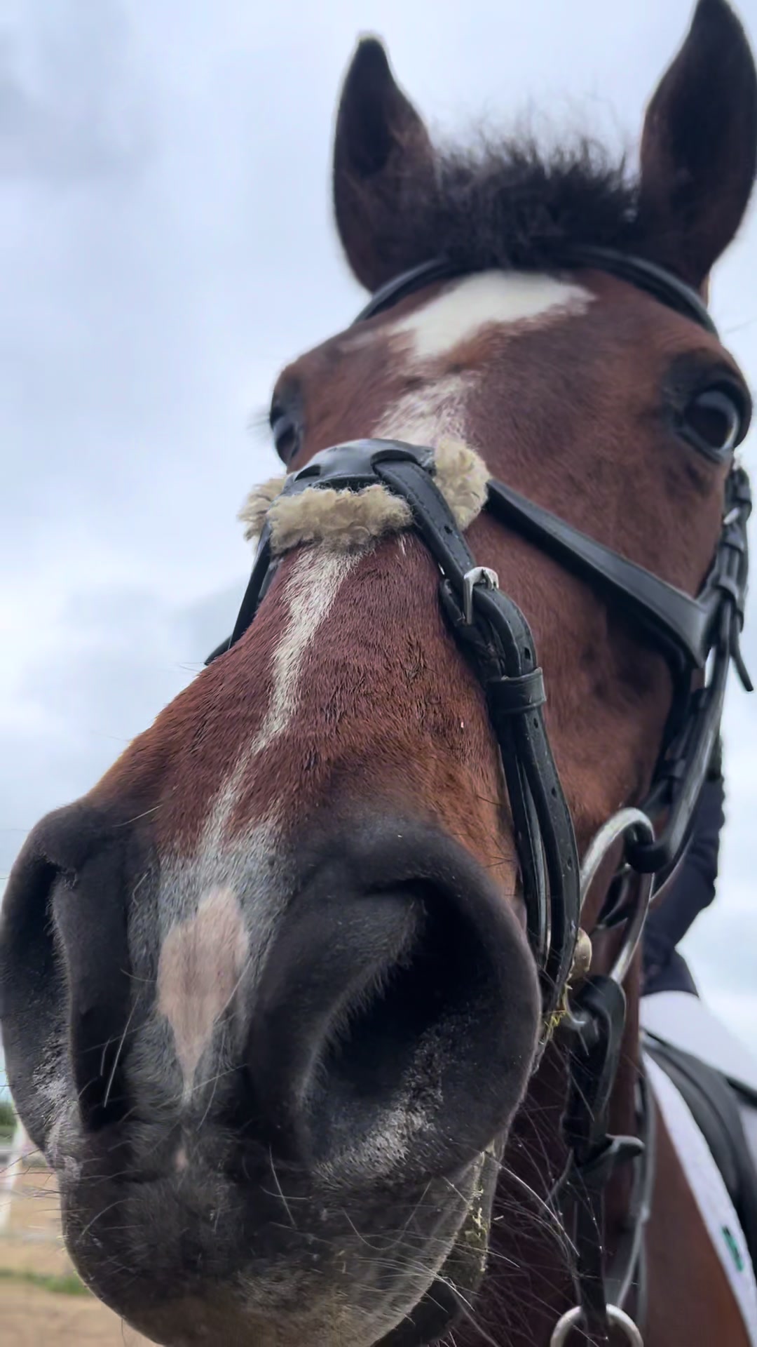 @cedequestrian