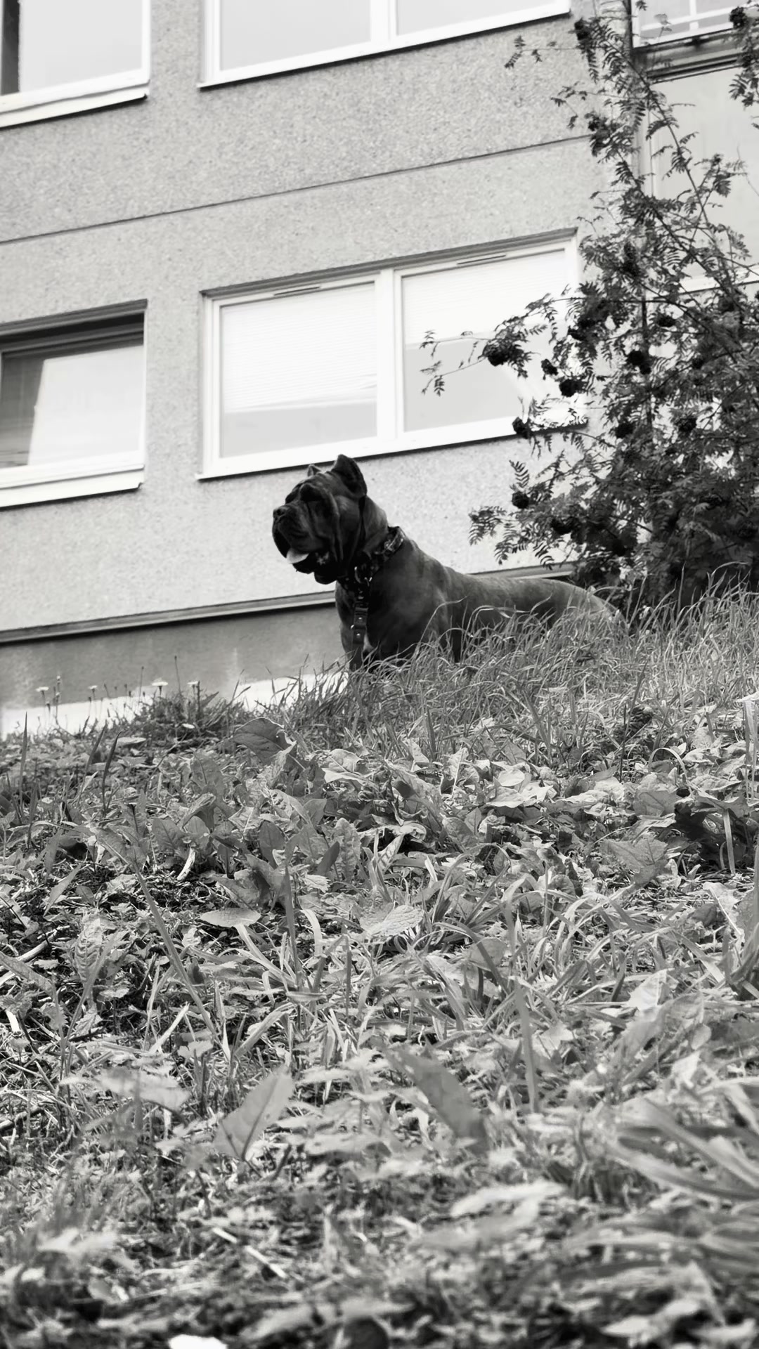 @CaneCorsoAres