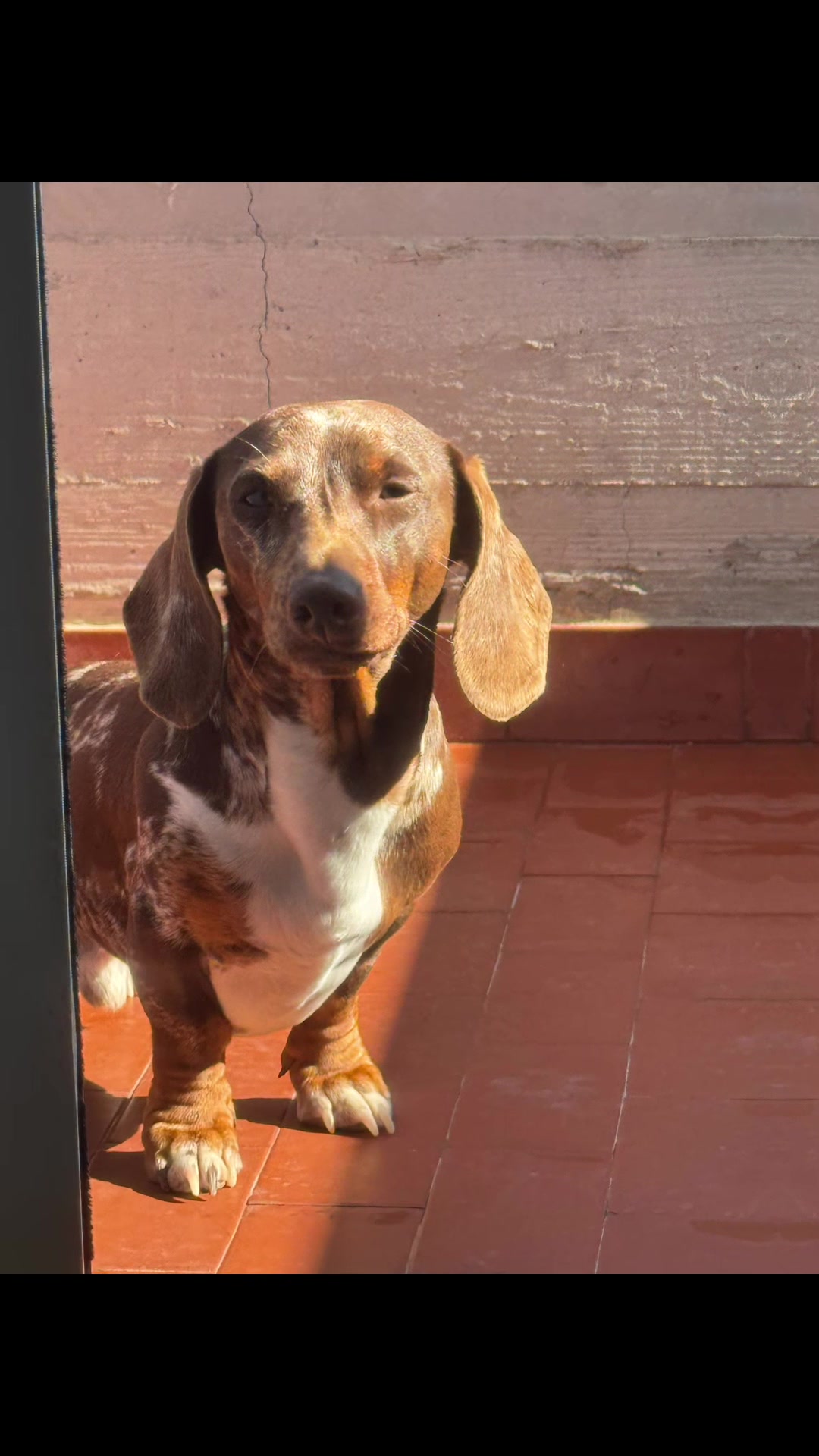 @The Dachshund House