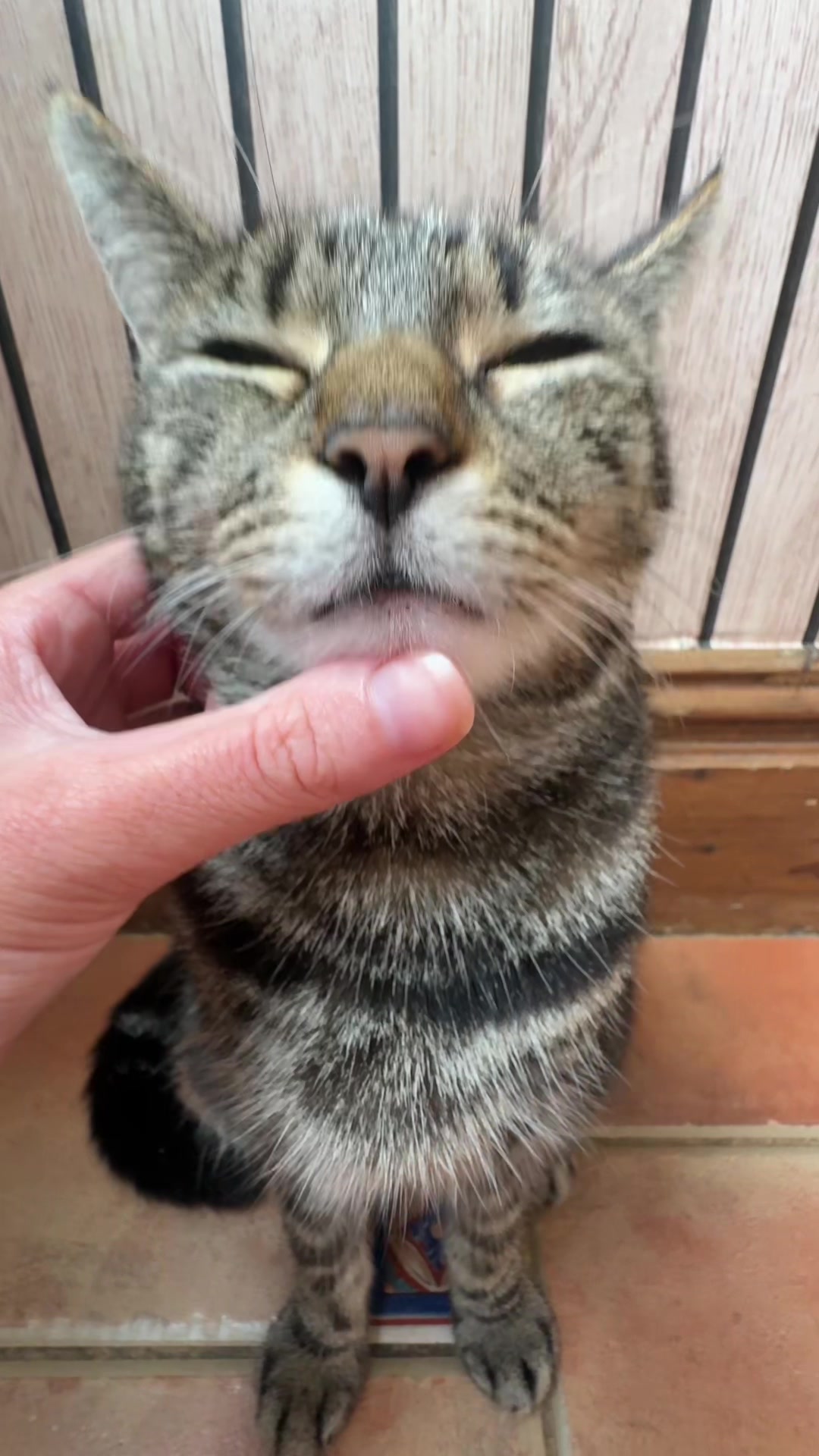 @Mittens
