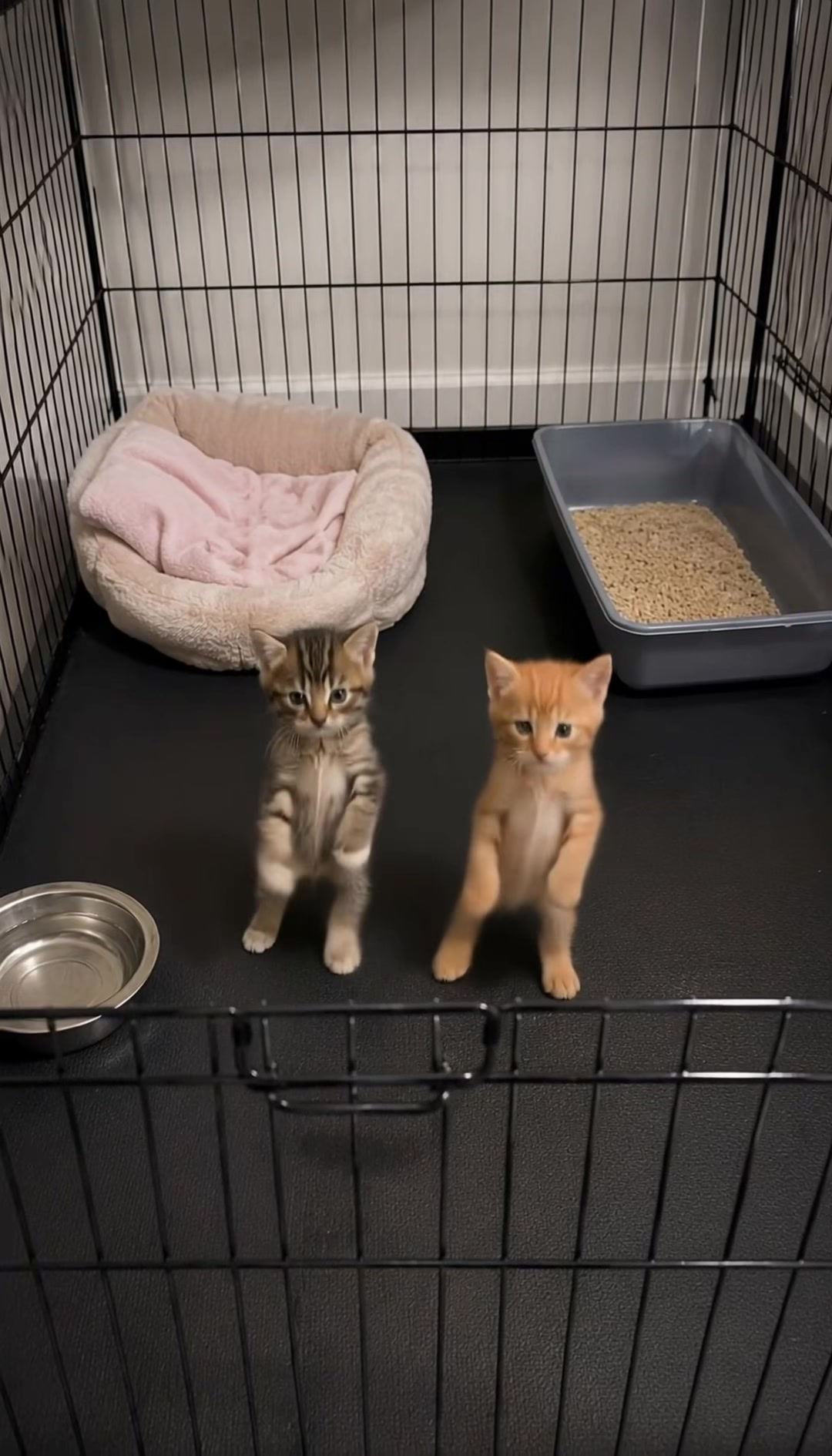 @meowmotion