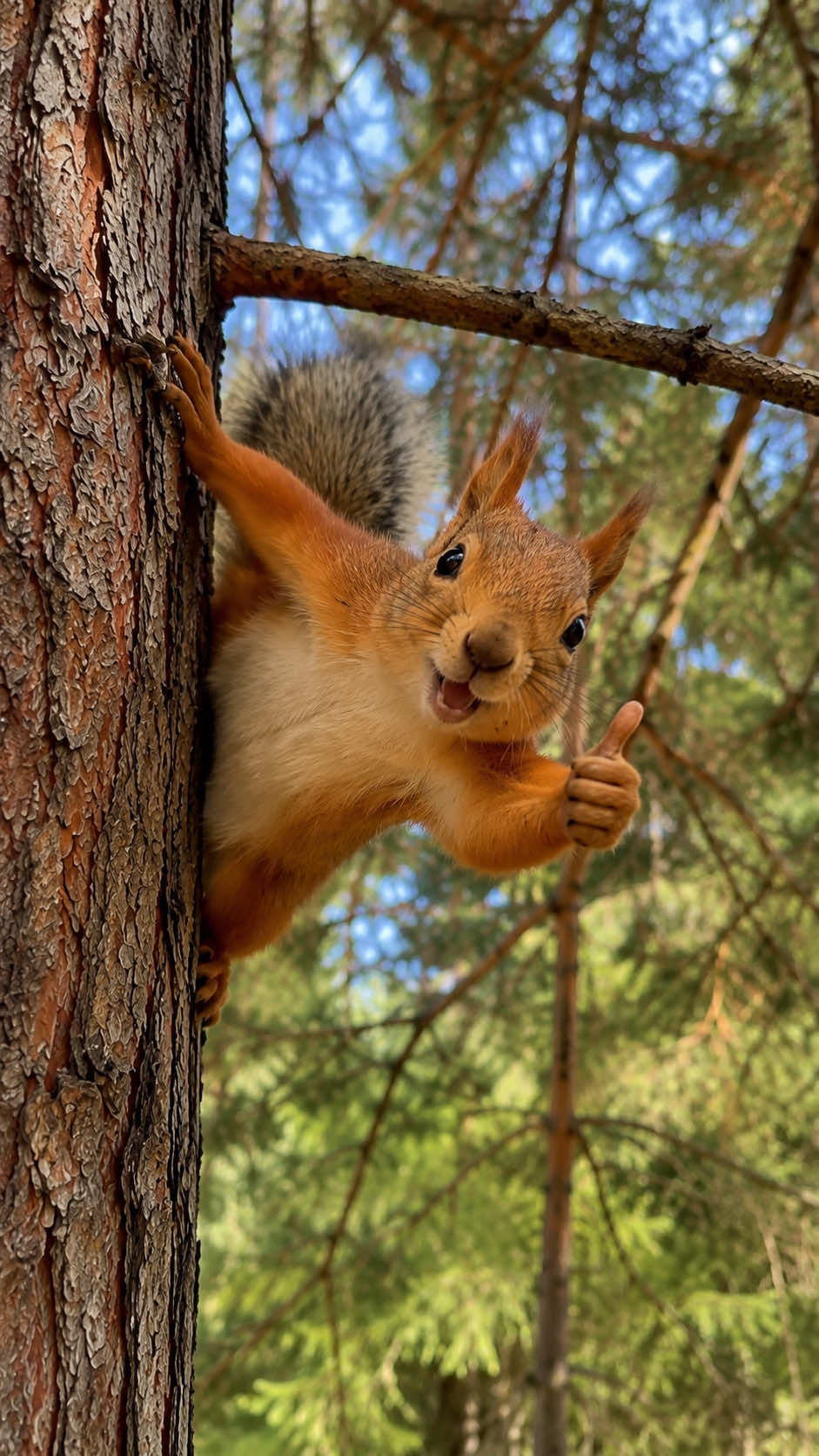 @Squirrels 🐿️❤️Сибирские белки