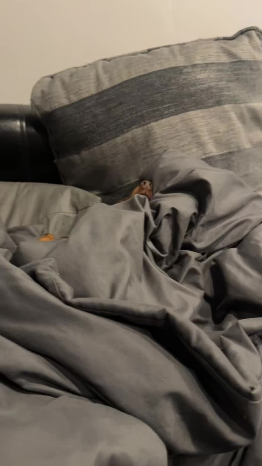 @ciciolive_mini_weiners