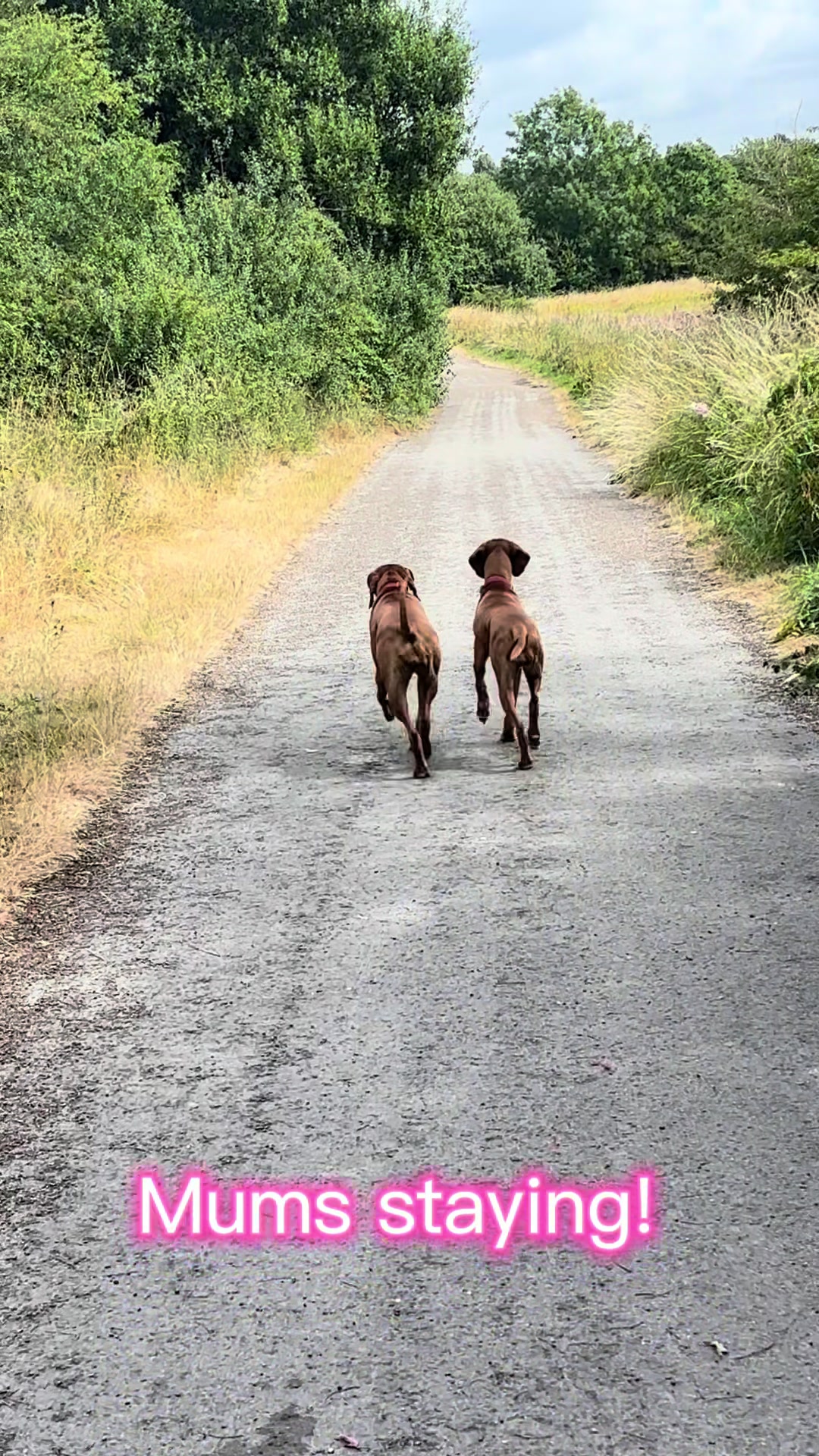 @SazandWillowVizsla