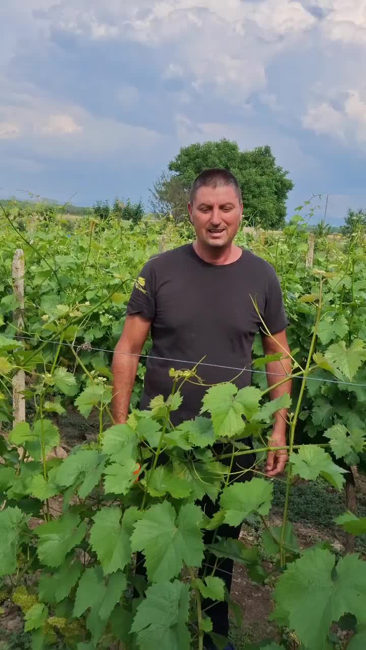 @Минчо Танков