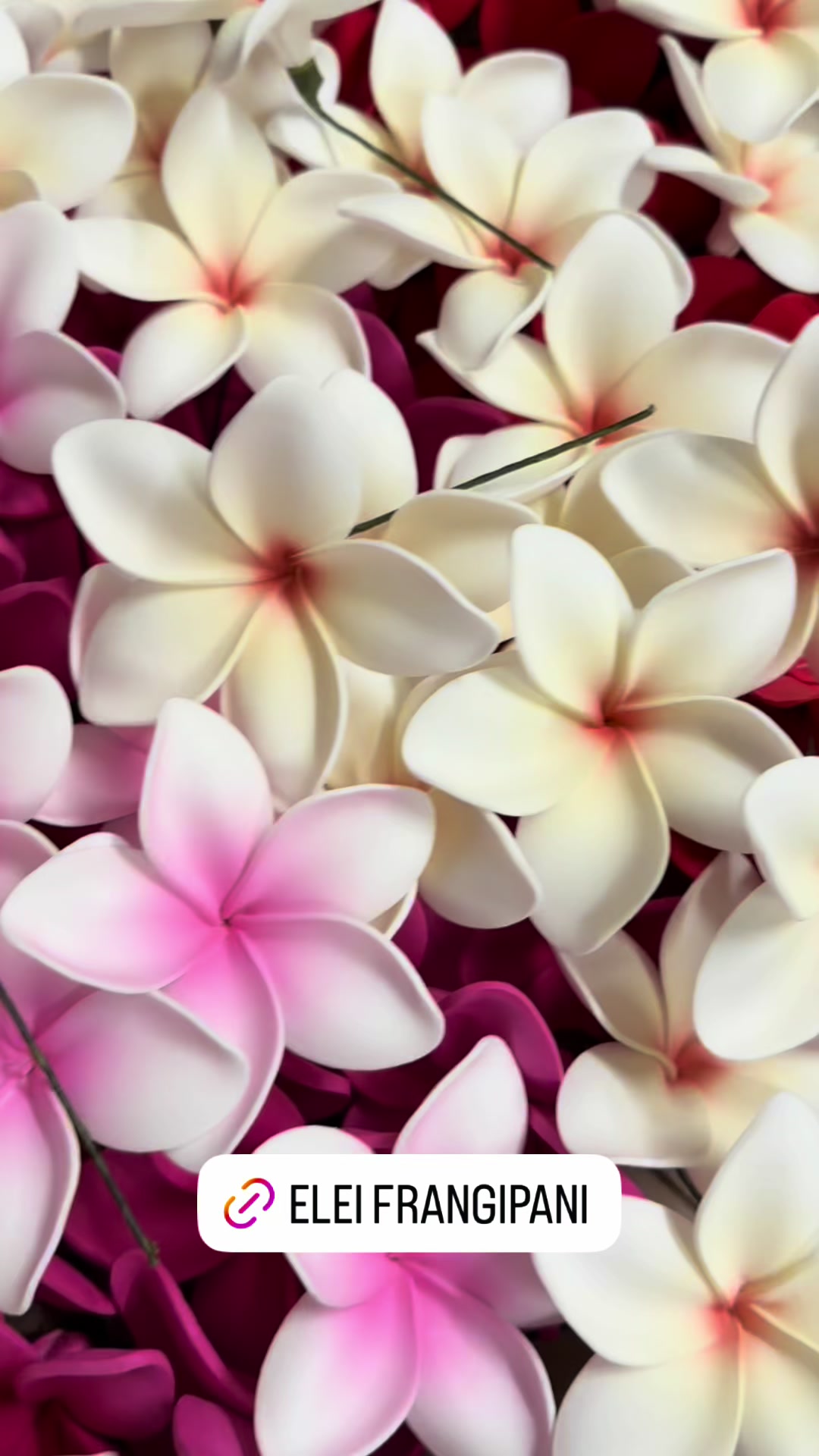@Island Aesthetica 🌺 Pasifika