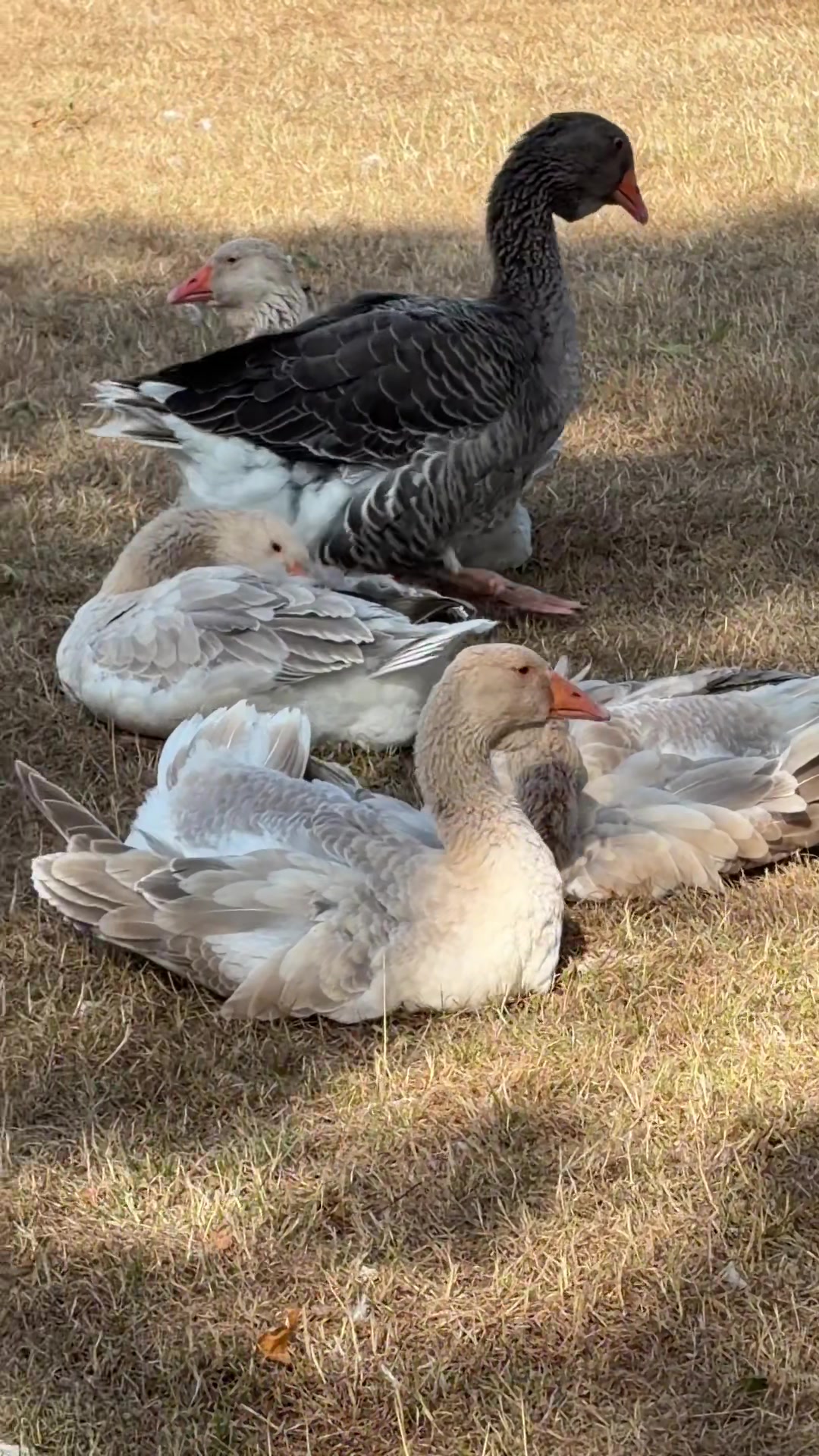 @Willsbirdsanddogs