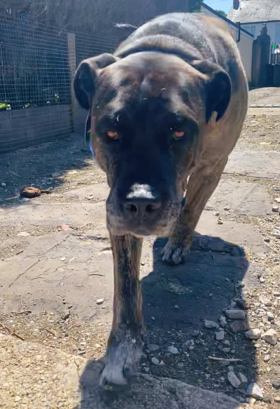 @Mooch 💖🍃 PRESA-CANARIO