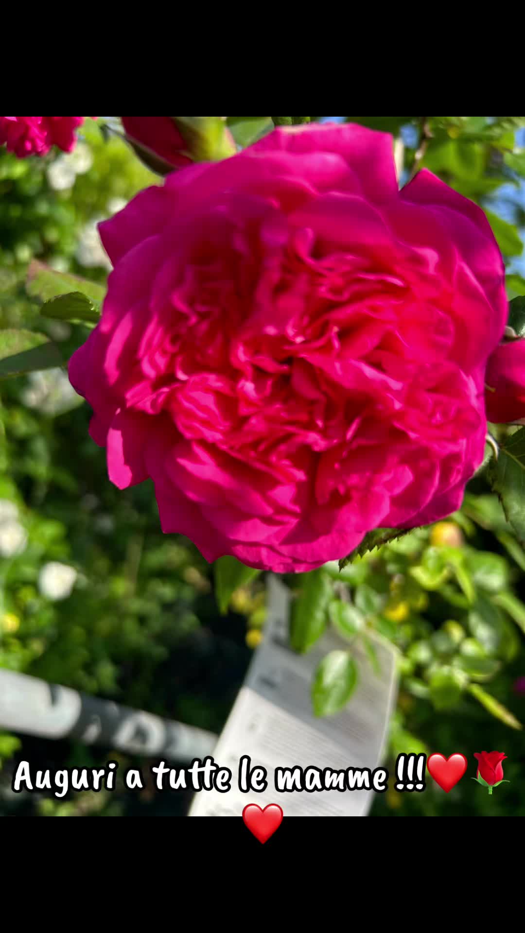 @vivaioanticogarden