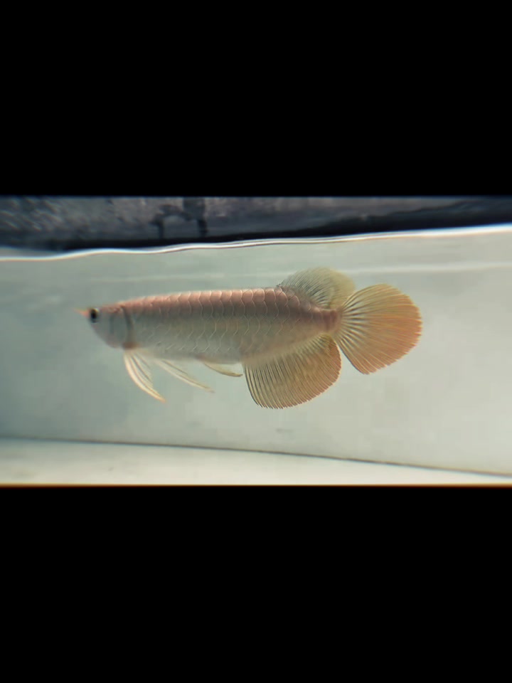 @網上看魚