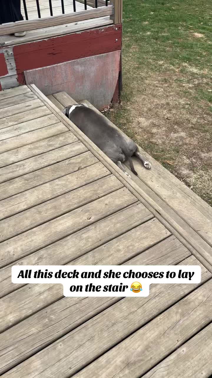 @OurPittieLittleLife🐶