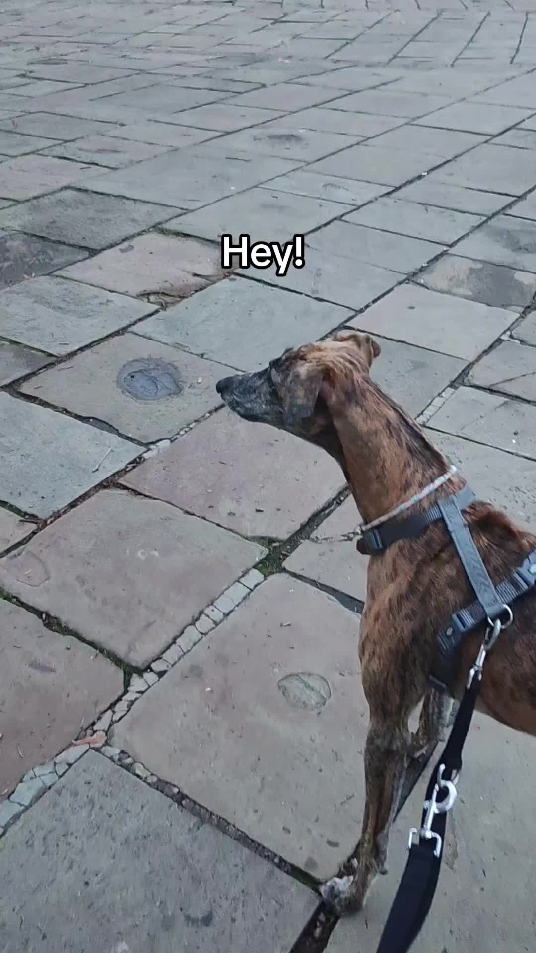 @LollyTheStrayDog