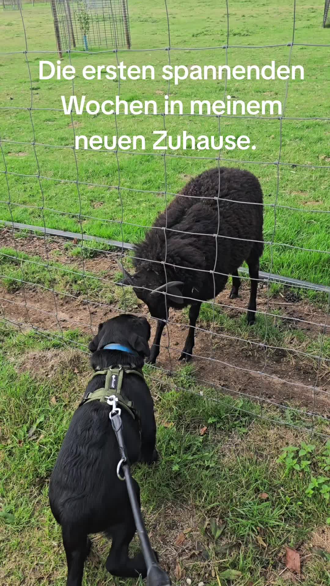 @AntonderBollerkopp