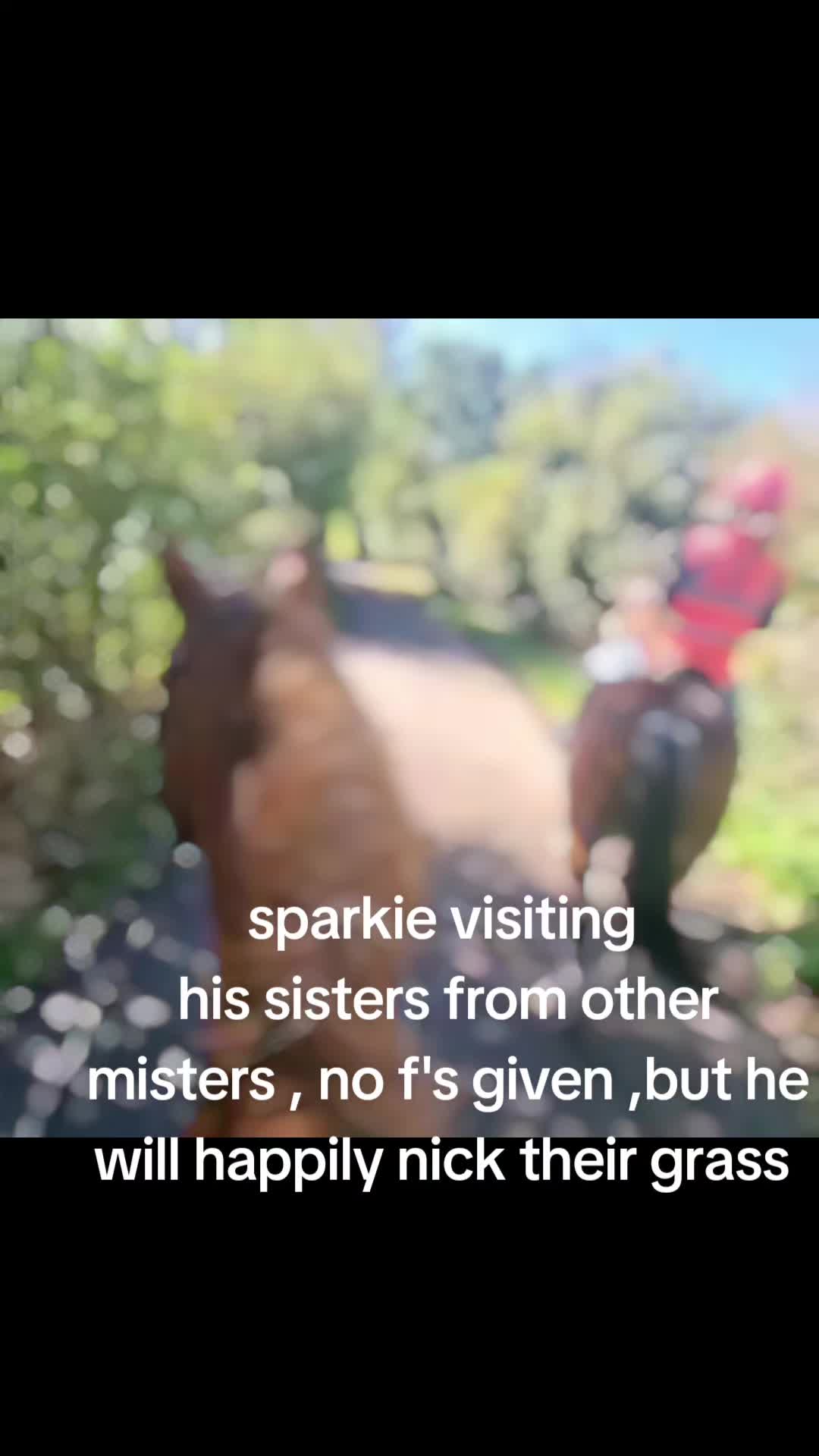 @ponymidlifecrisis