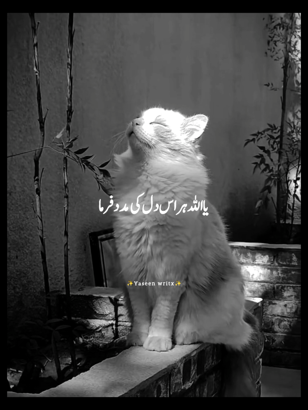 @yaseenwritx