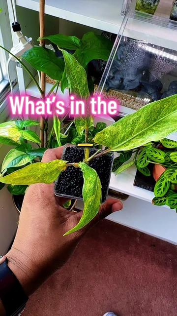 @PlantLadyNico🪴