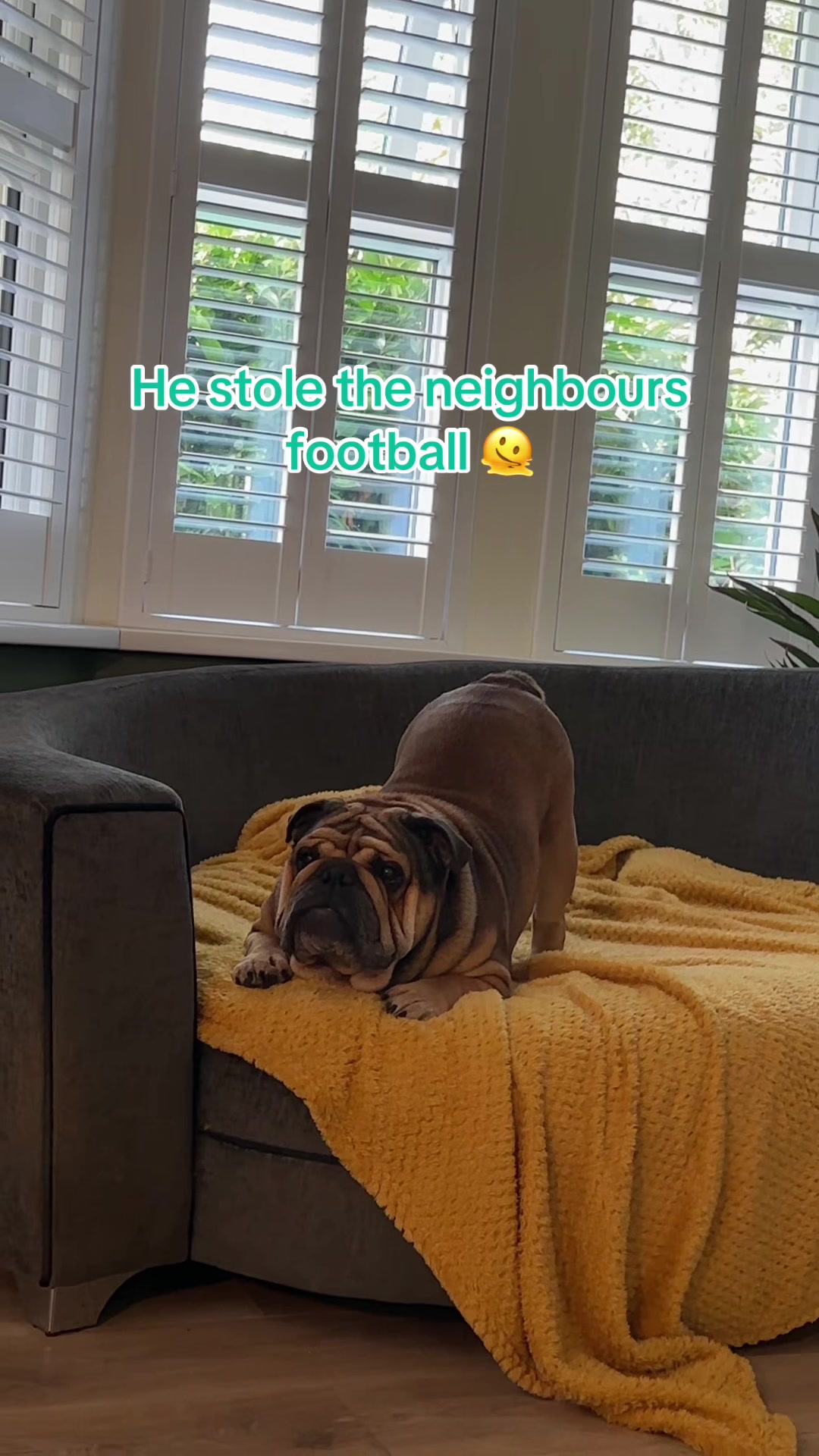 @Cooper the bulldog
