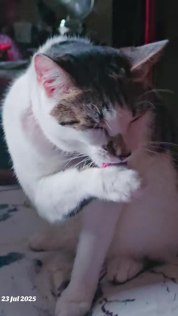 @cairo🐈