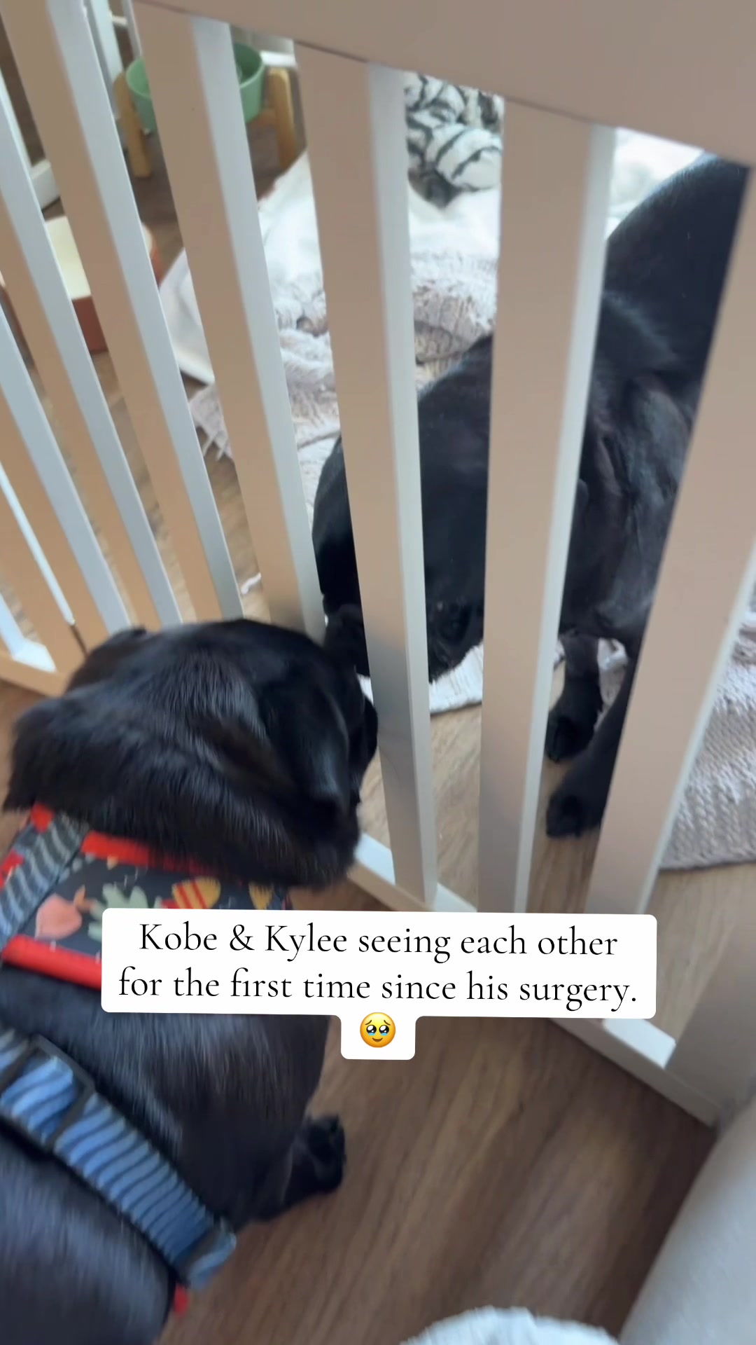 @Thedistracteddogmom