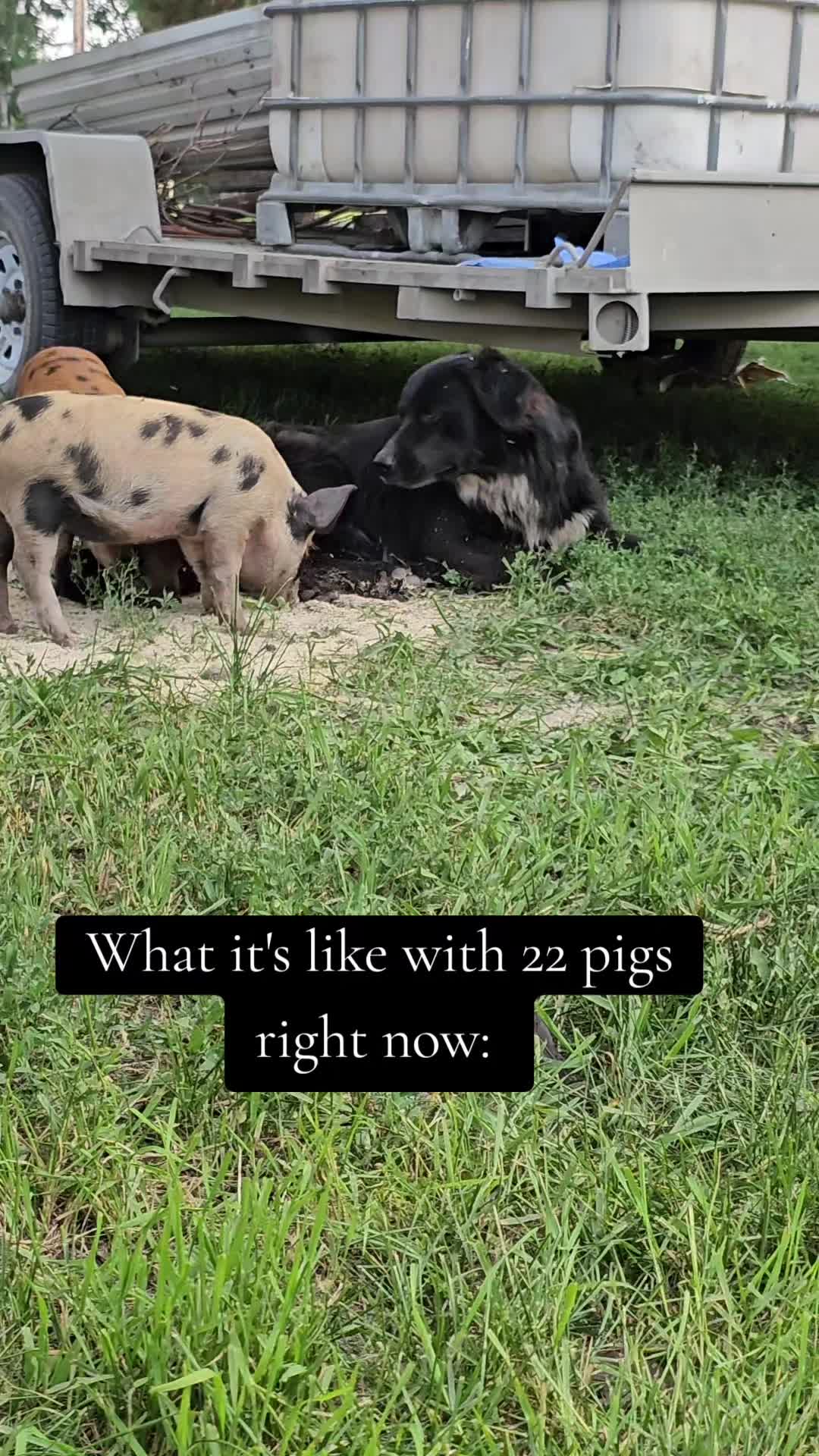 @Dakotafunnyfarm