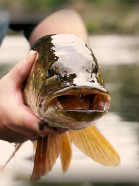 @Fishing TV