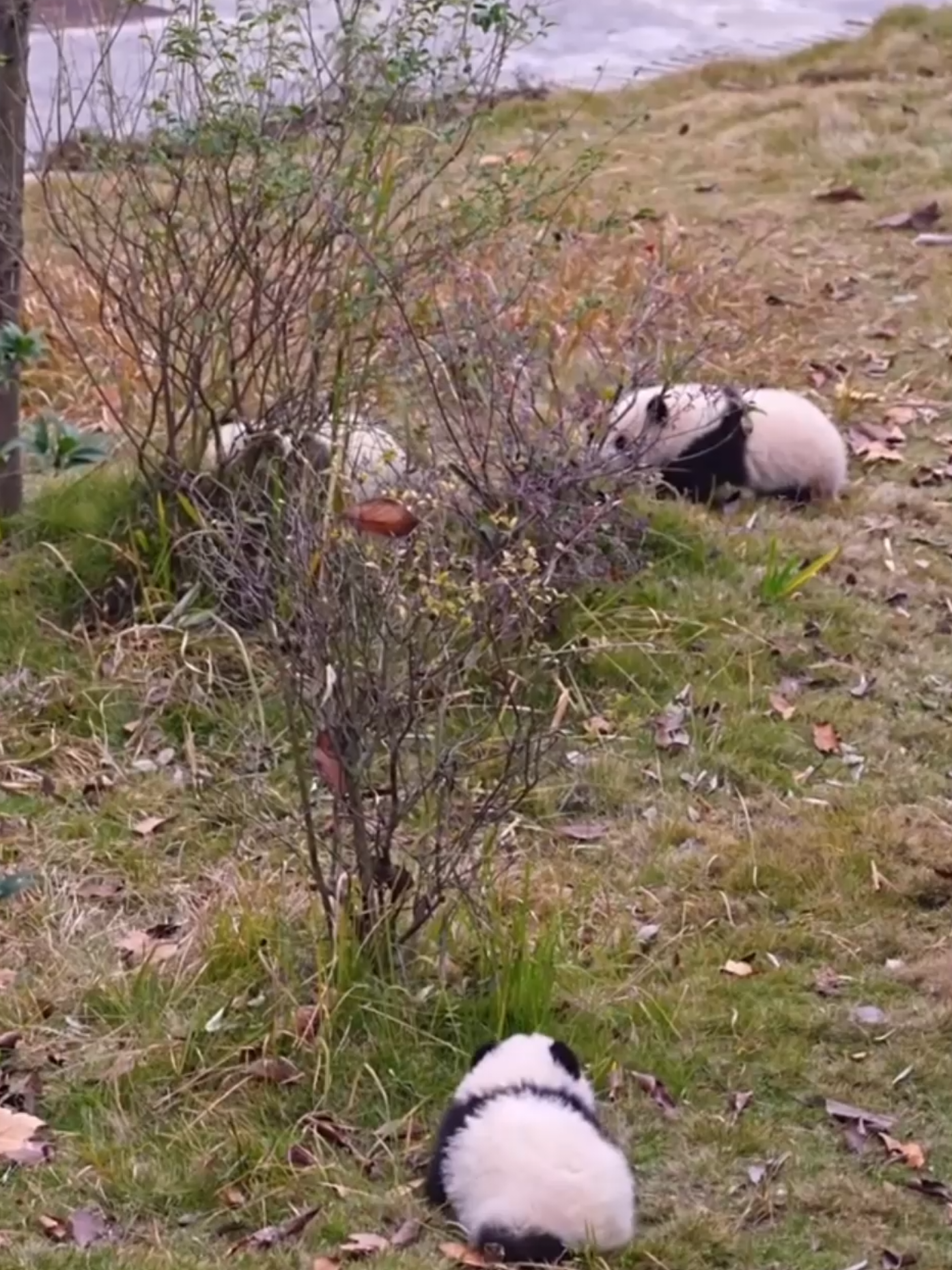@PandaHut