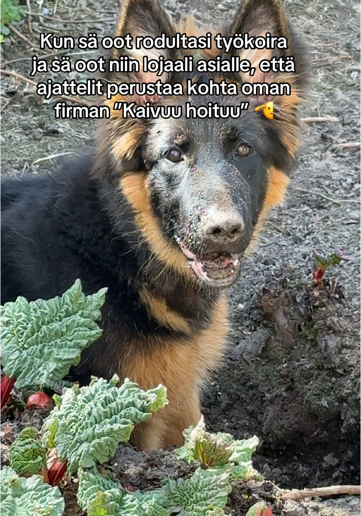 @Jankkux