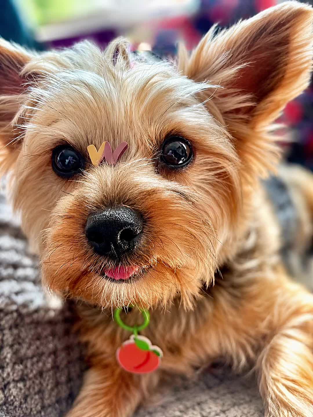 @Pepper_and_Peaches