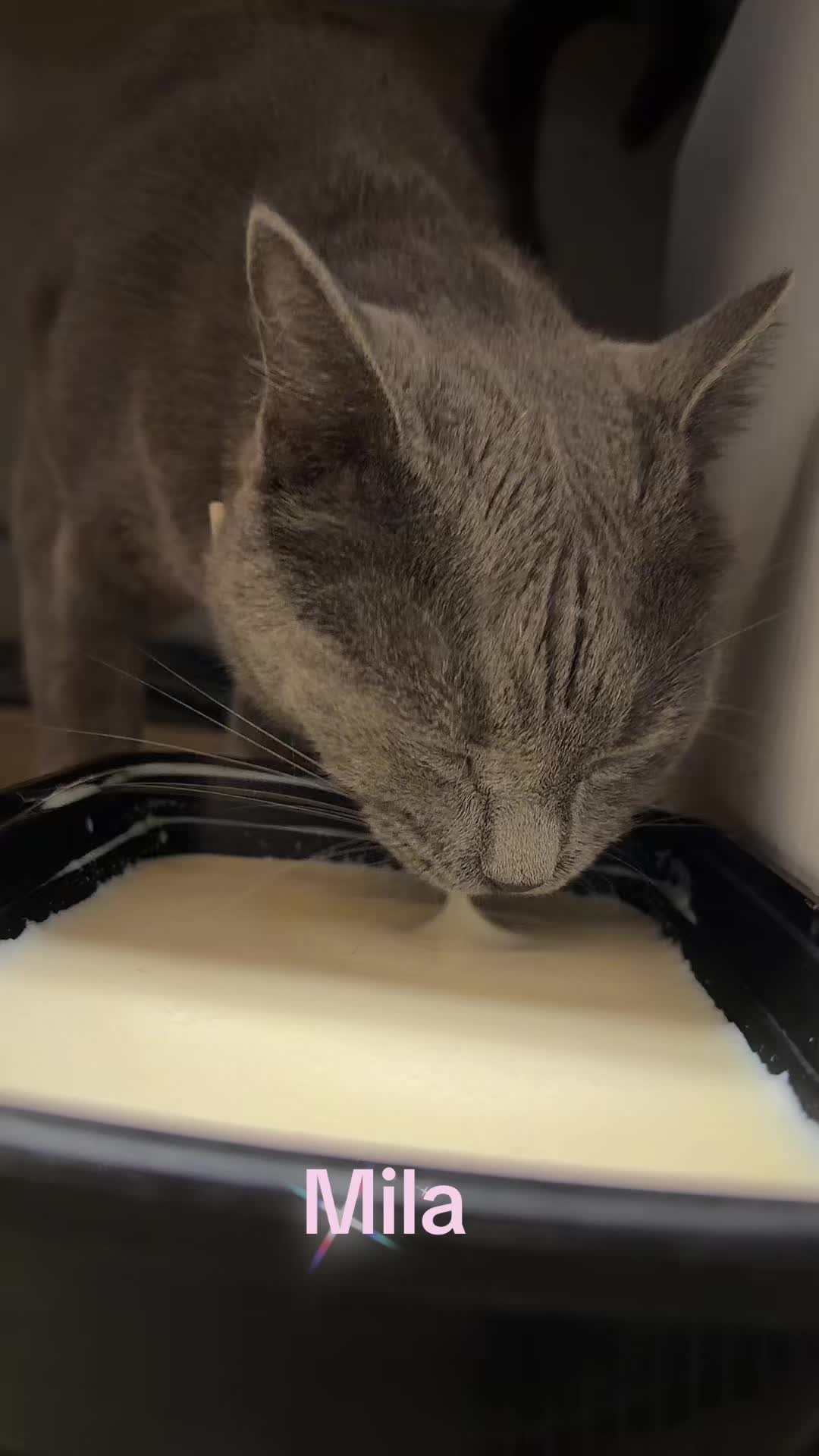 @Amri Gatitos