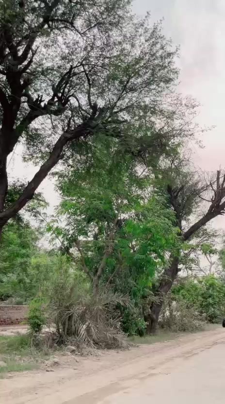@Shani khan ofchal