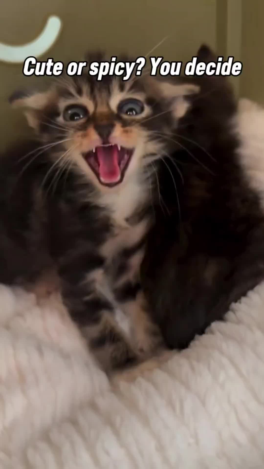 @Pets Mania