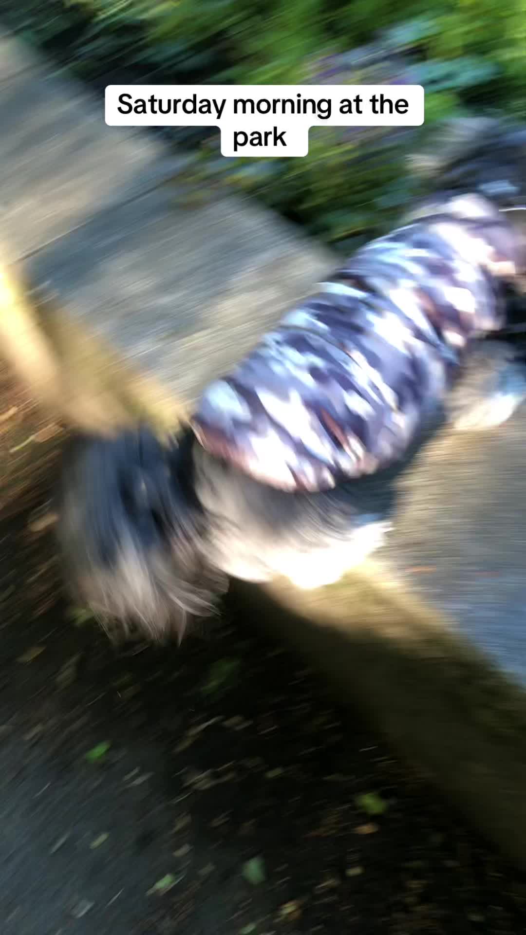 @Mimi the Shihtzu