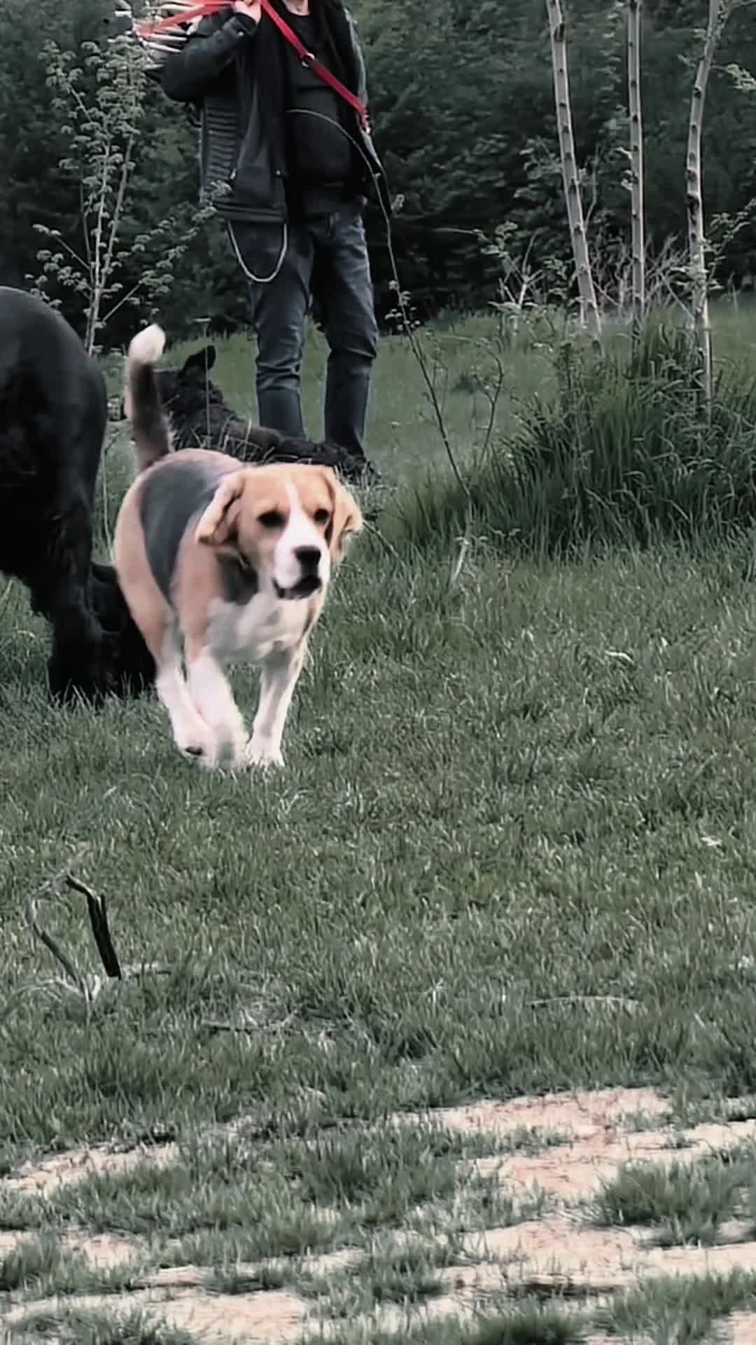 @Bogdănel 😎 & 🐶 Masha