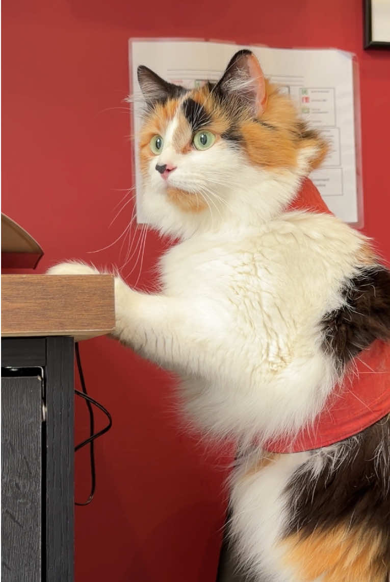 @The Oreo Cat