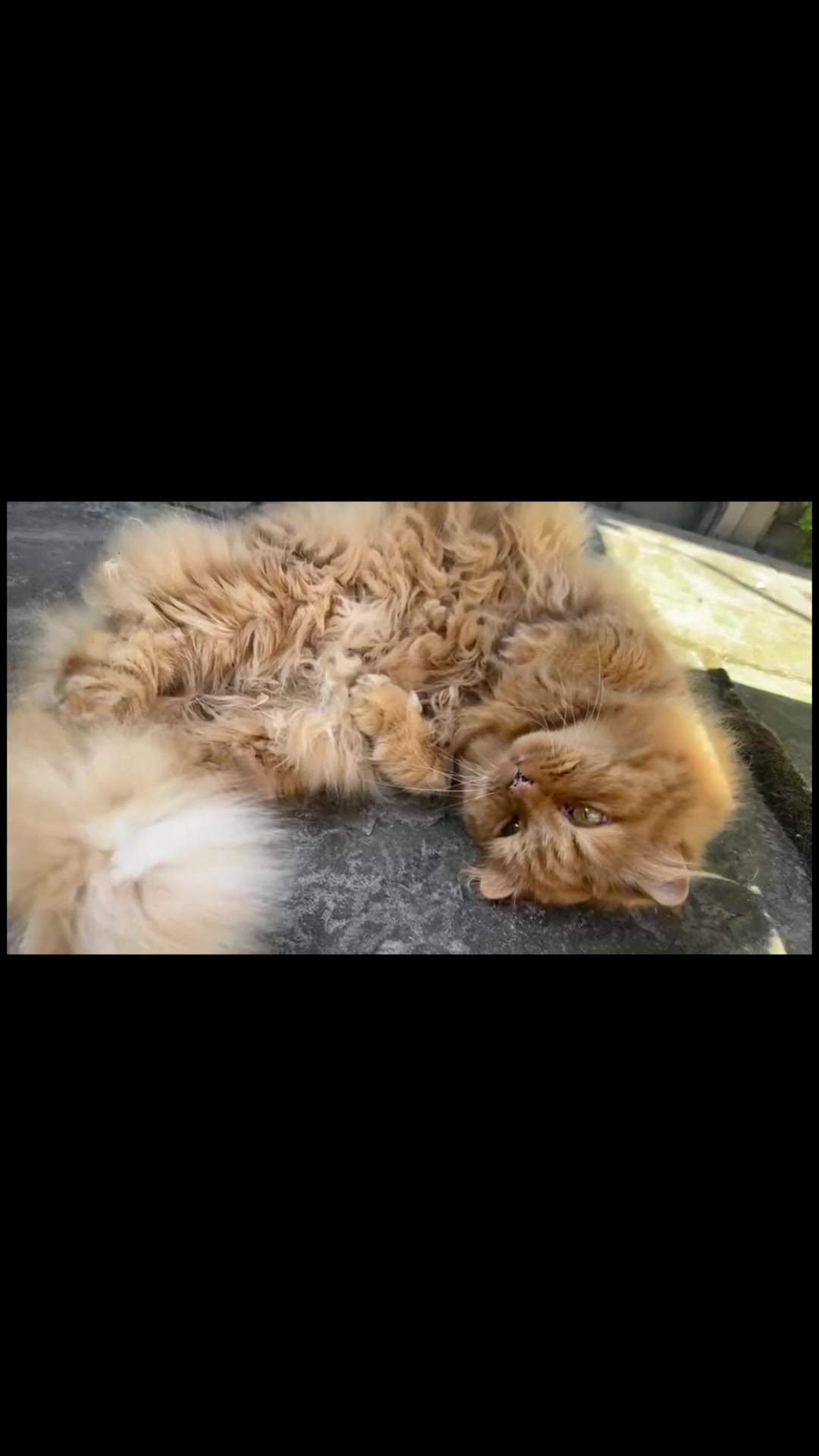 @My 5 cats