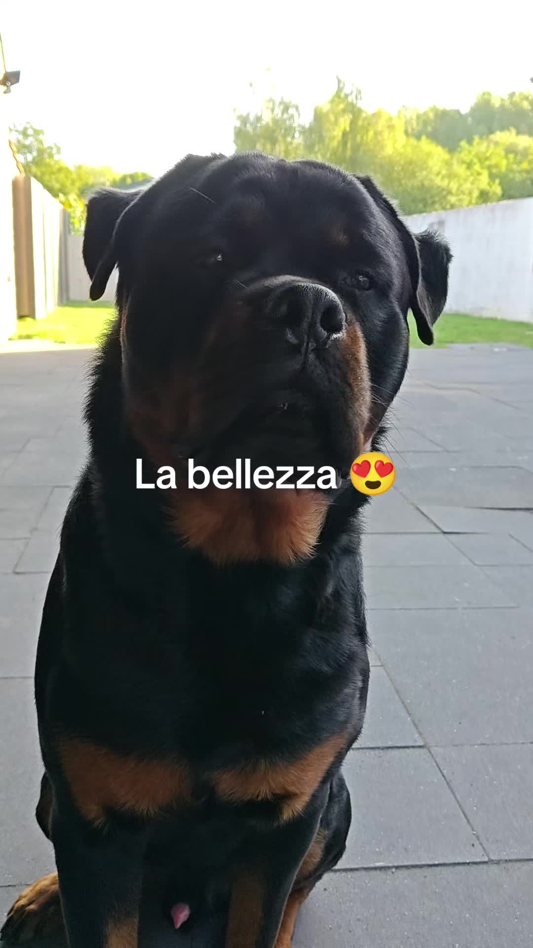 @Niky&isuoirottweiler