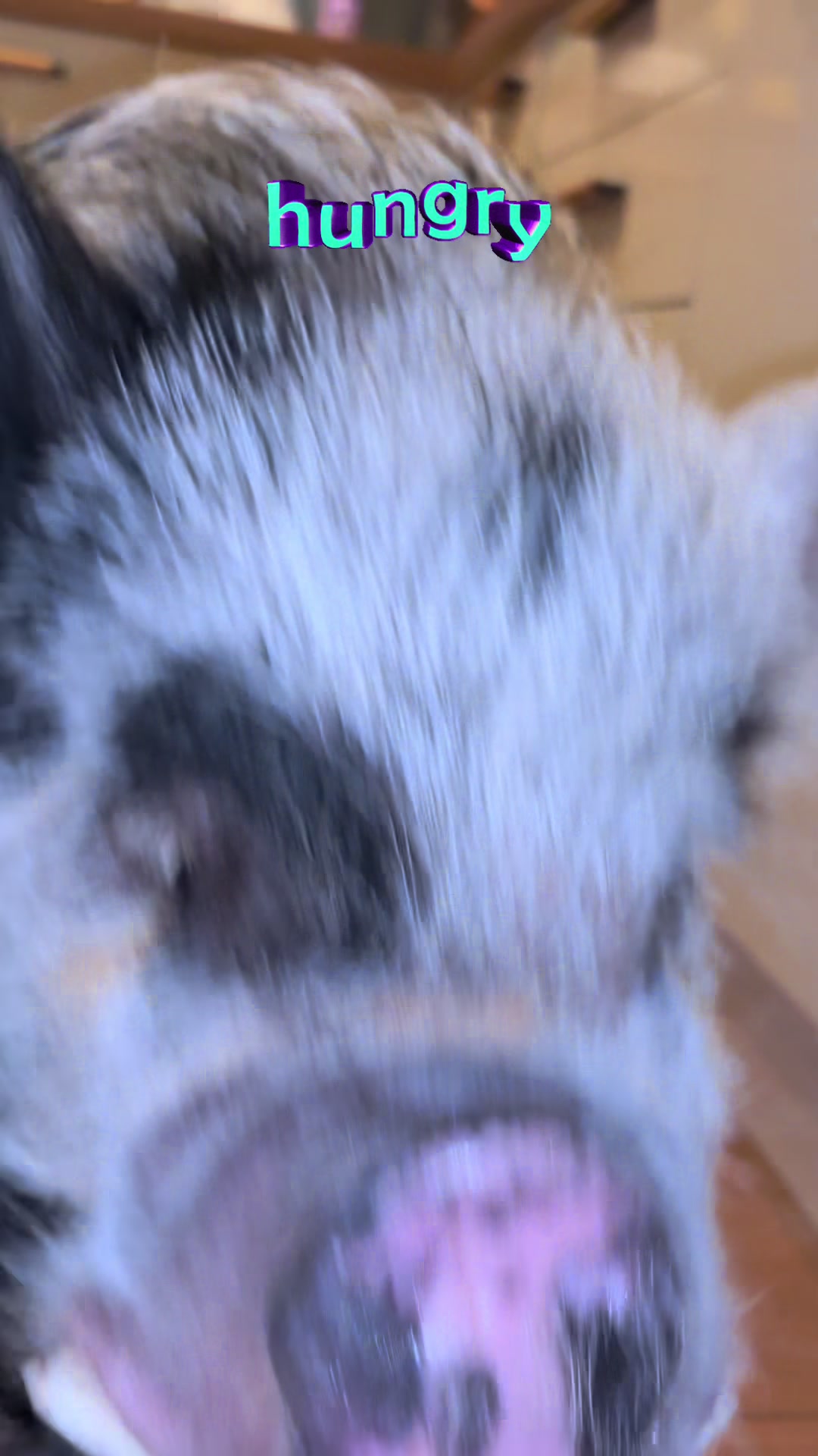 @Pig in the house