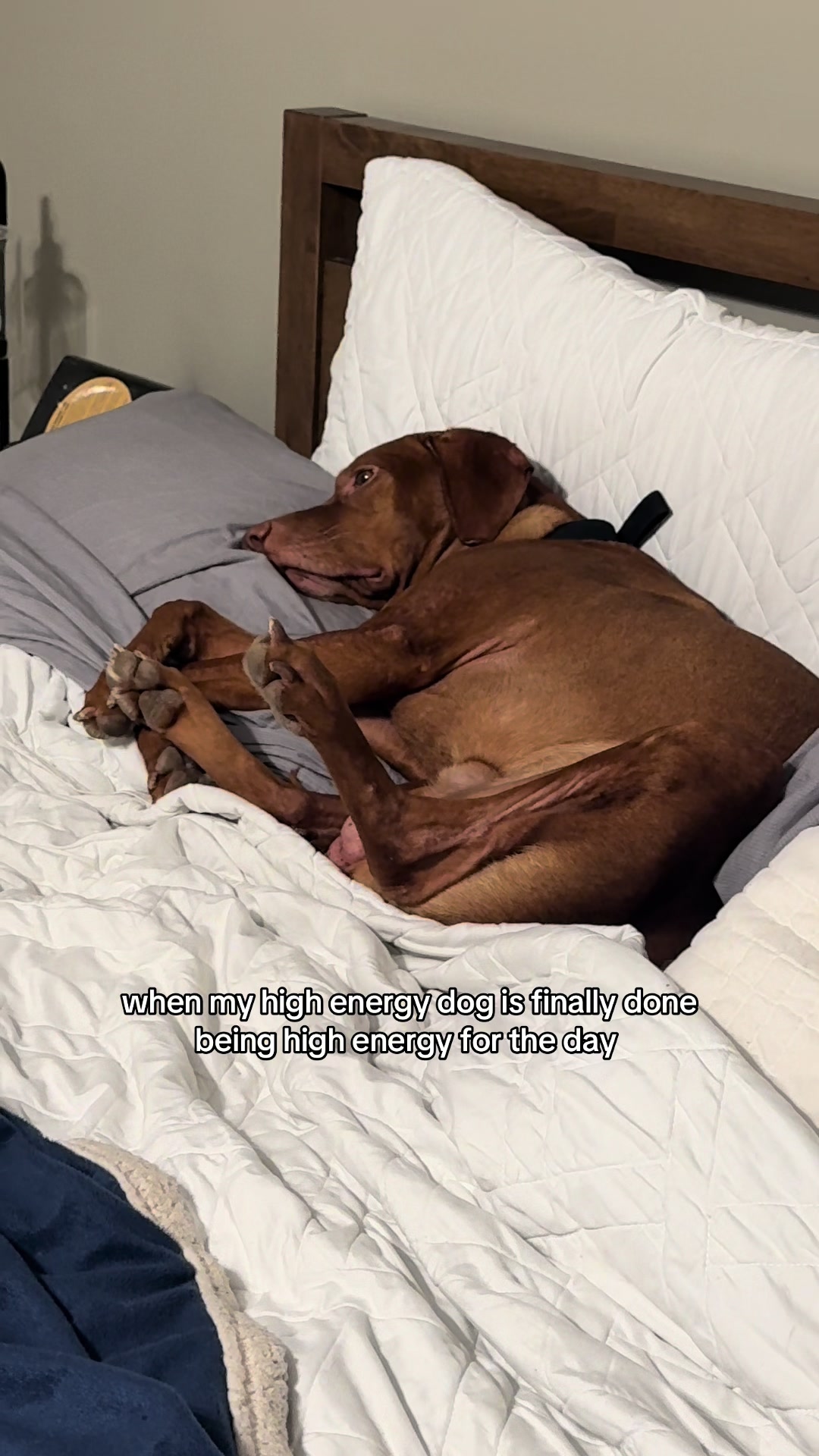 @Tycho the vizsla
