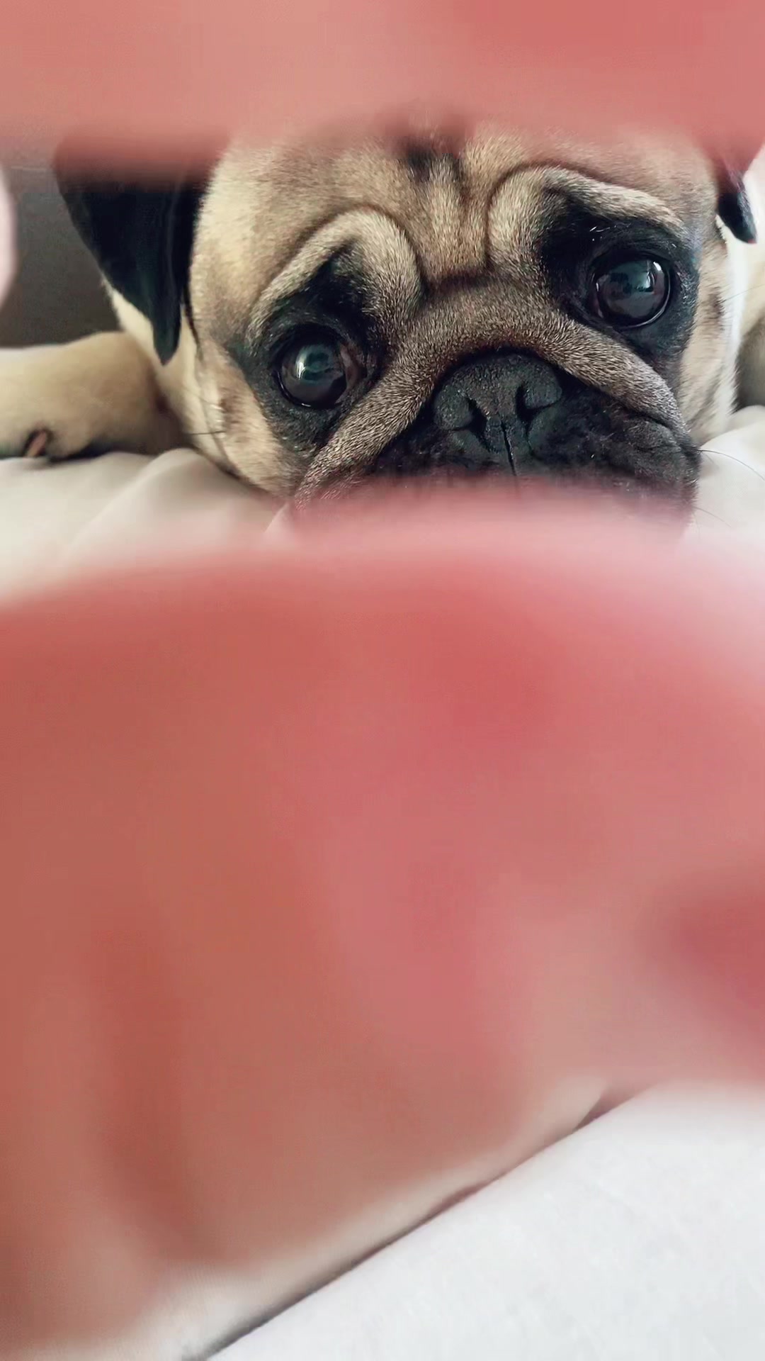 @Moka_lapug
