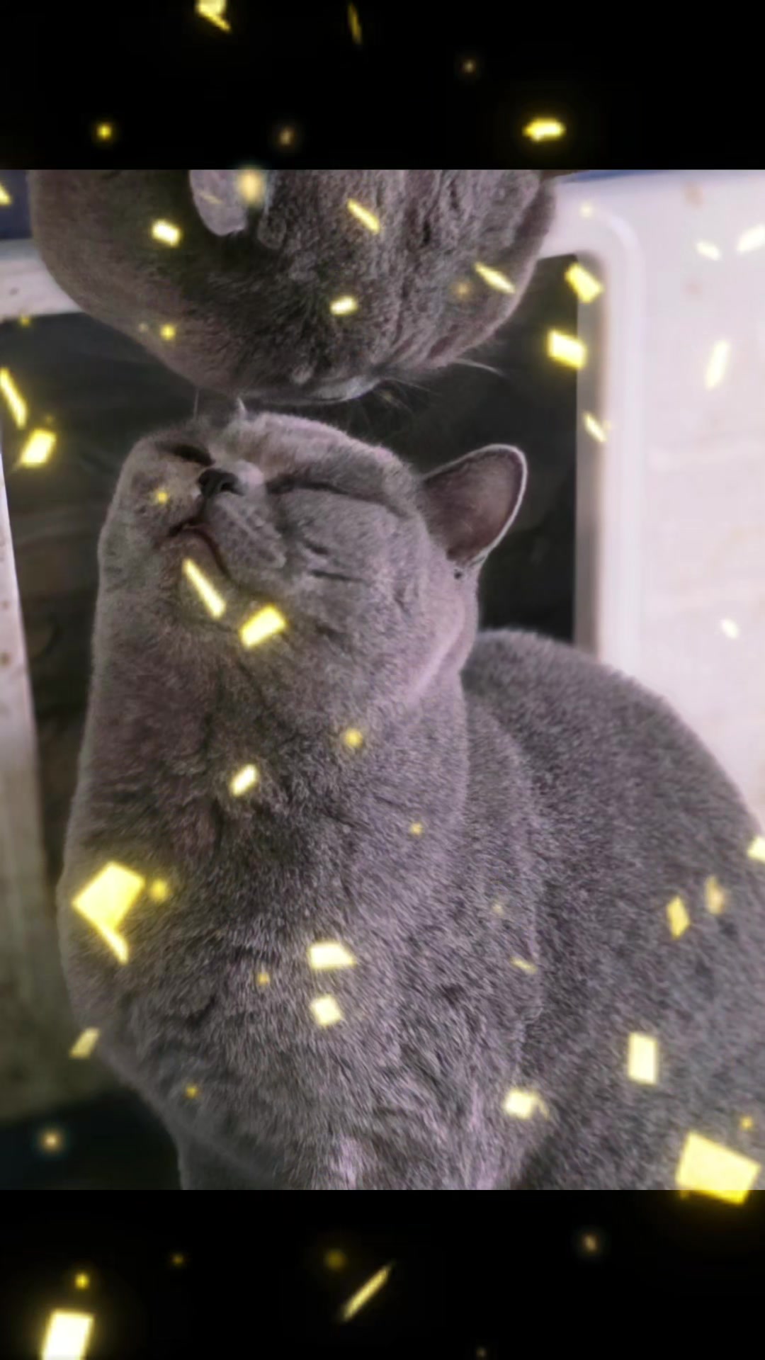 @🐈Barb🐈 Ausbrit Cattery  🇦🇺
