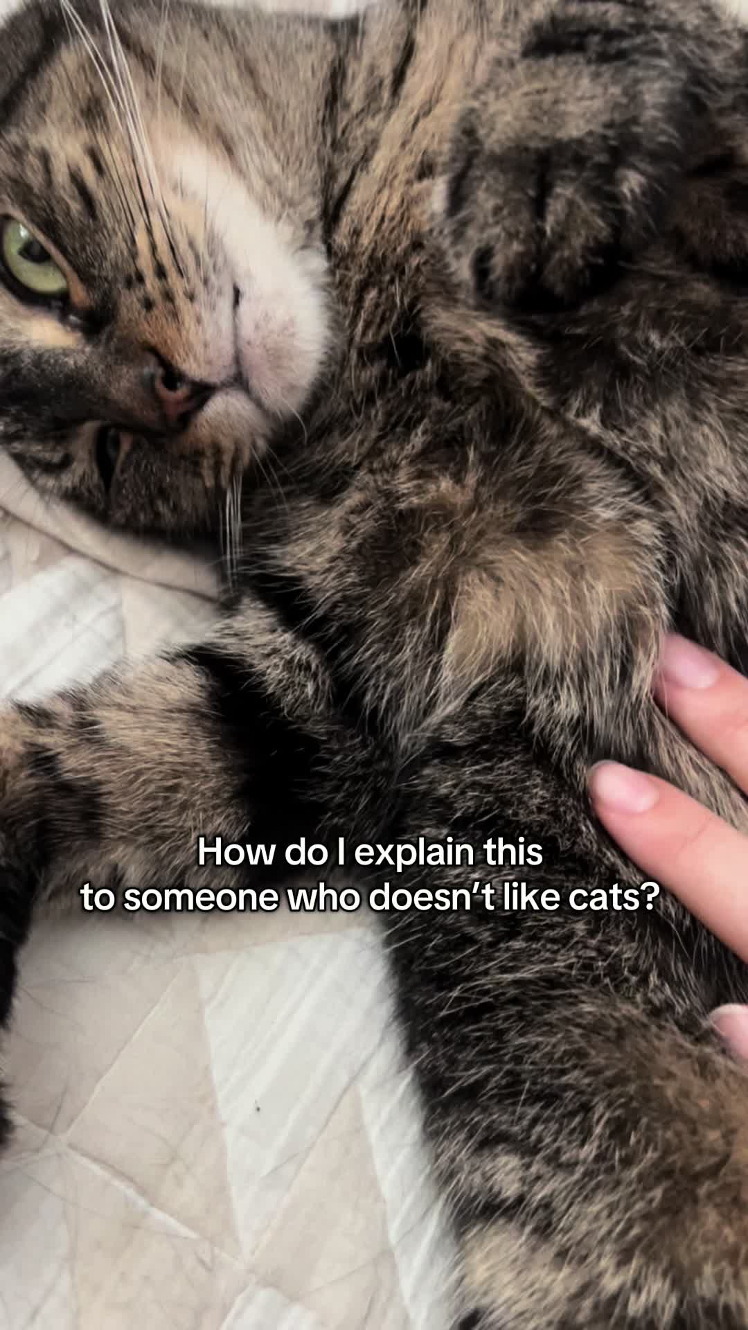 @Five.Meows