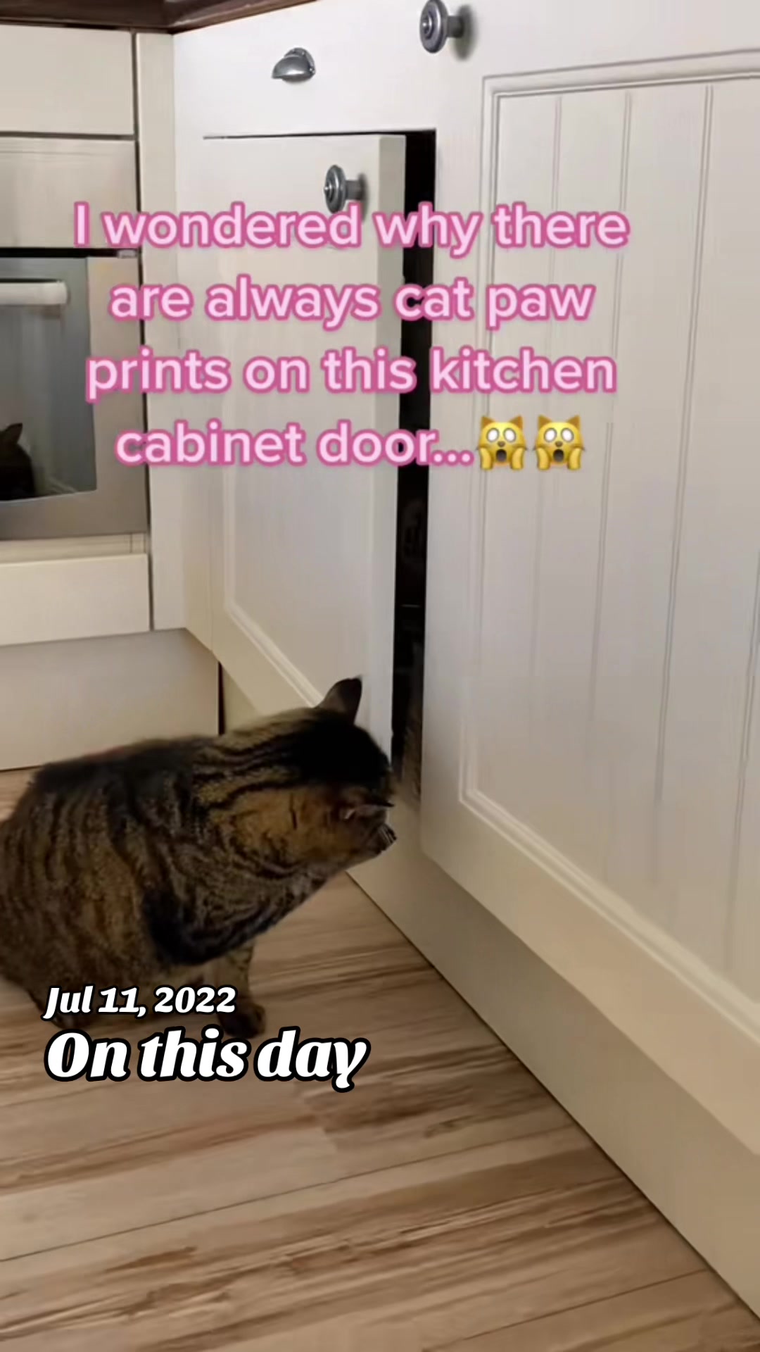 @Joep_the_ rescuecat