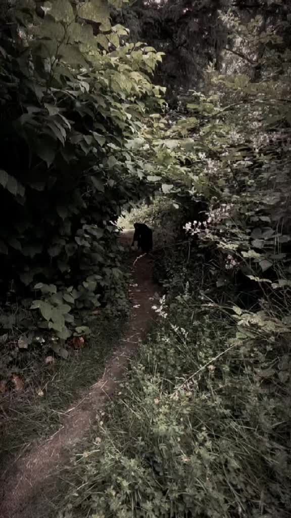 @DarkWonderland